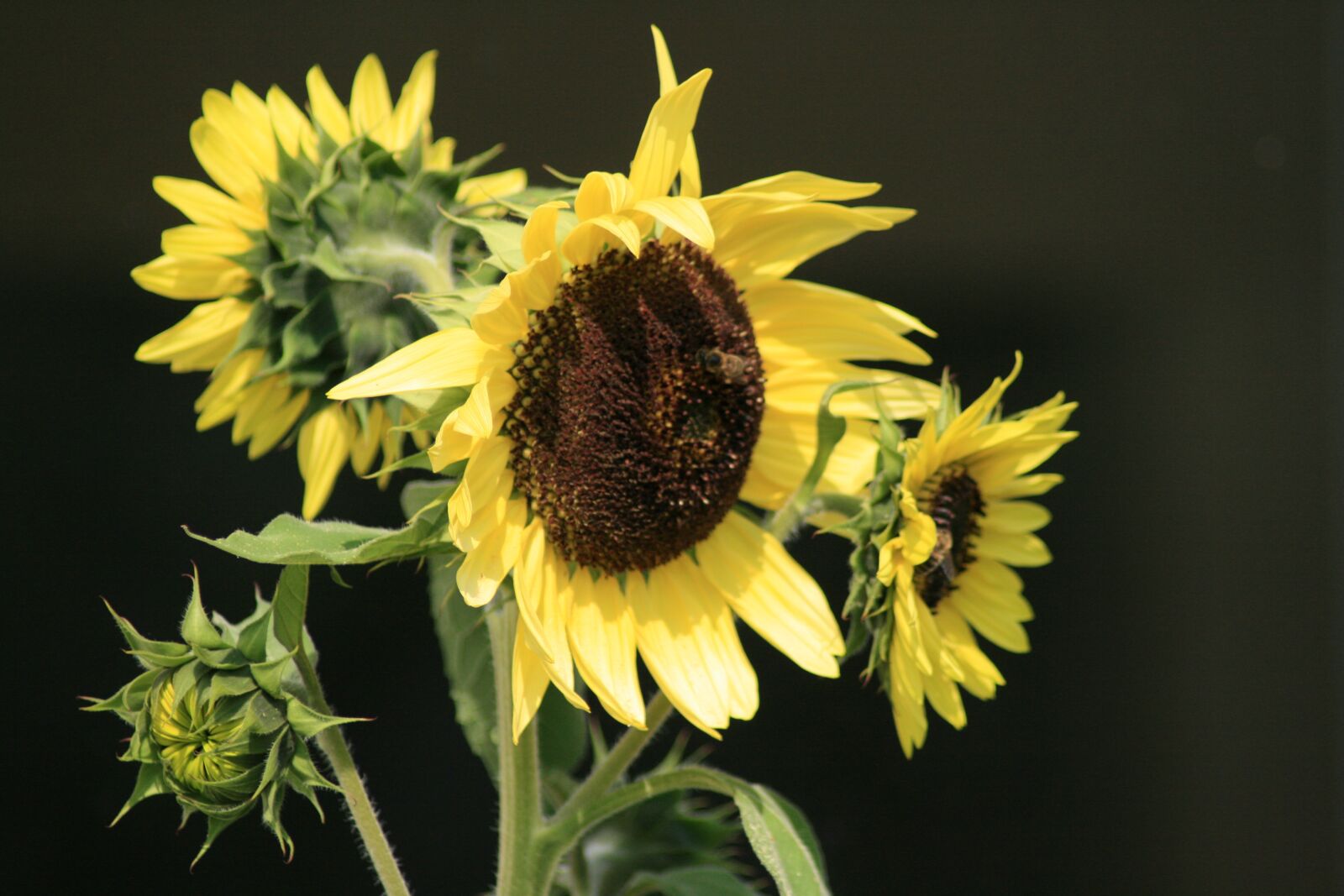 Canon EOS 400D (EOS Digital Rebel XTi / EOS Kiss Digital X) sample photo. Flower, sunflower, yellow photography