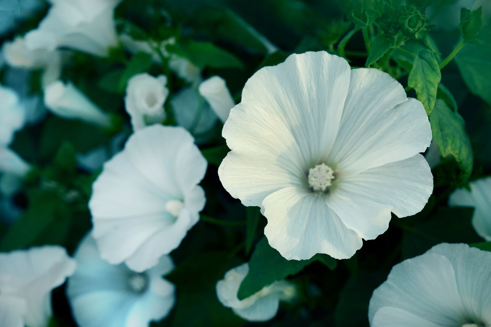 Nikon D3300 sample photo. White, flowers, wild photography