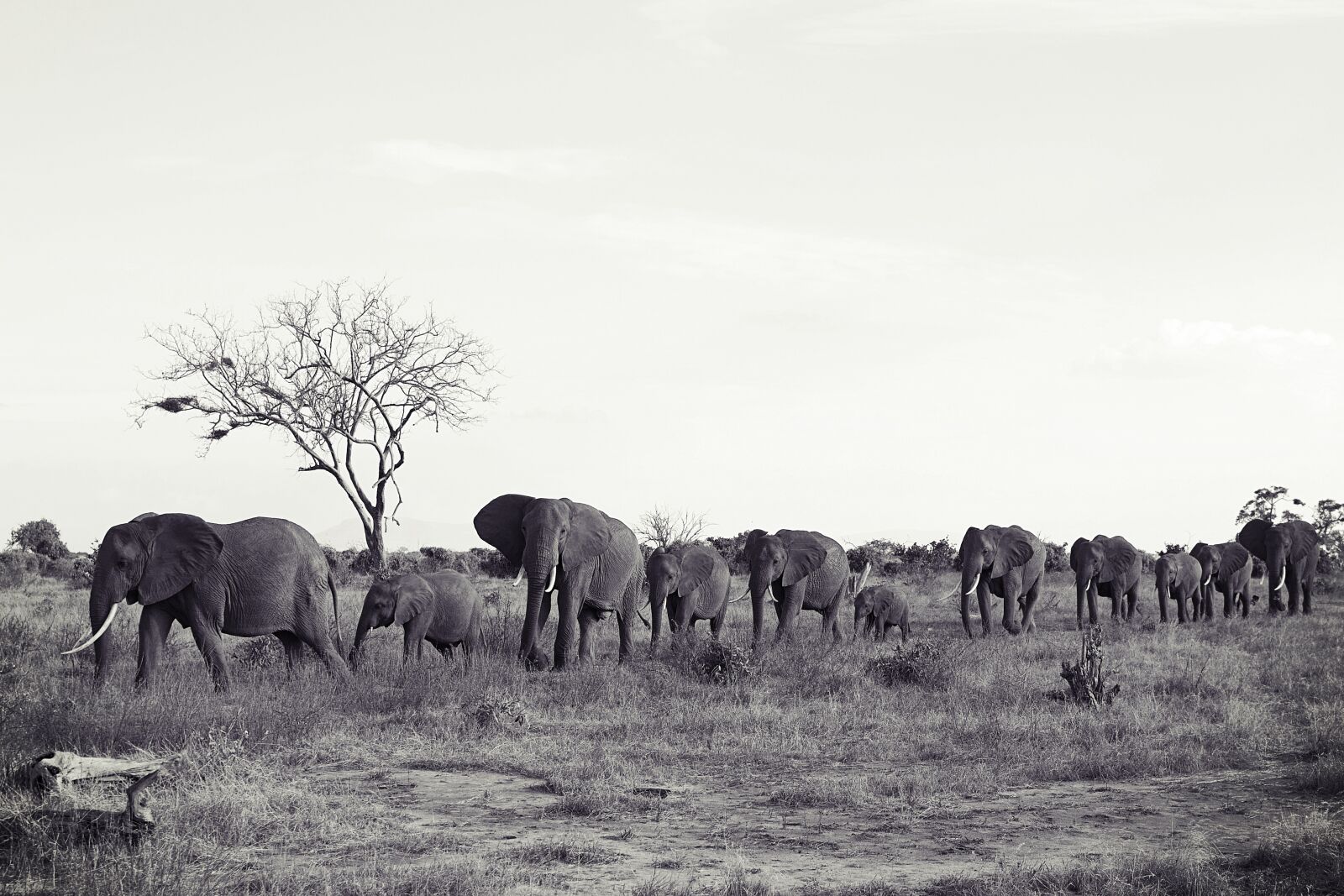 Canon EOS 600D (Rebel EOS T3i / EOS Kiss X5) sample photo. Africa, kenya, tsavo photography