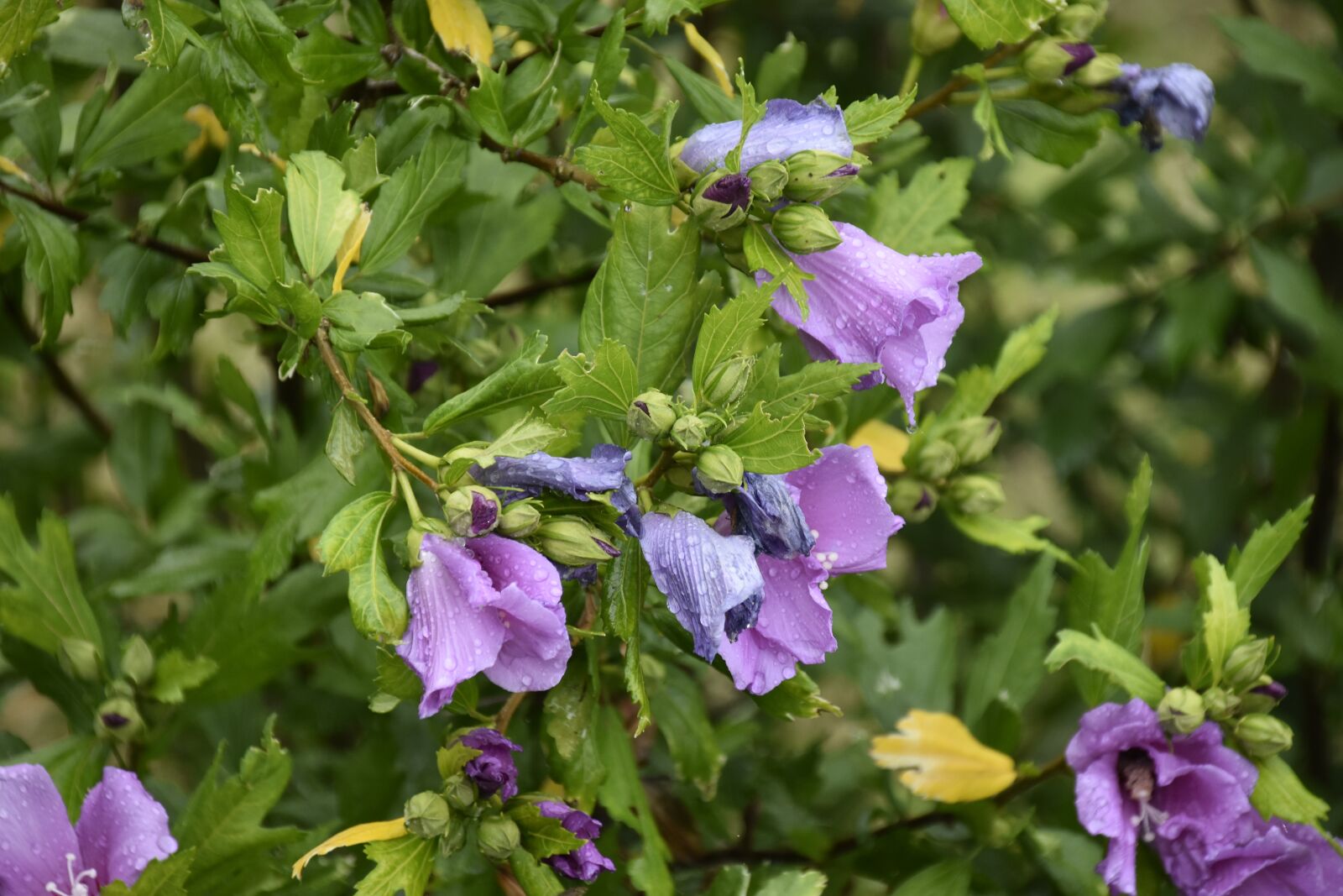 Nikon D5600 sample photo. Shrub, shrub flower, hibiscus photography