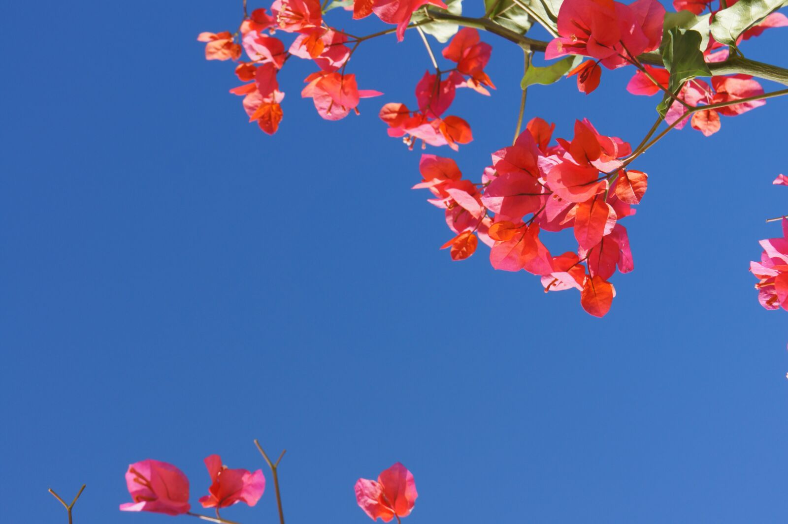 Sony Alpha NEX-5 + Sony E 18-55mm F3.5-5.6 OSS sample photo. Bougainville, summer, flowers photography