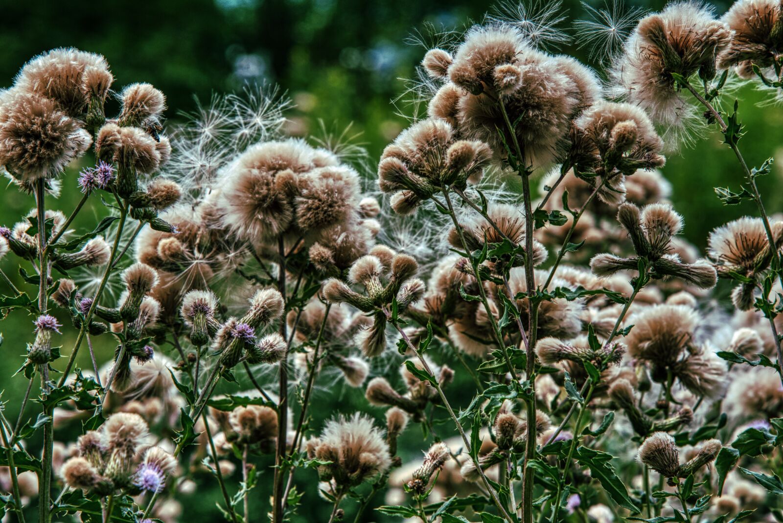 Nikon D750 sample photo. Thistles, faded, nature photography