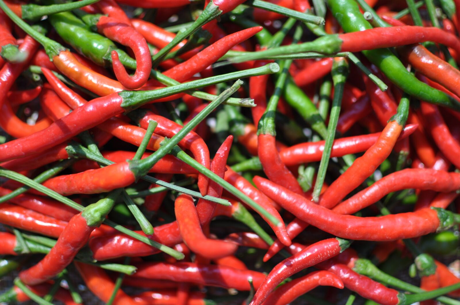 Nikon D90 sample photo. Chilli, kitchen garden vegetables photography