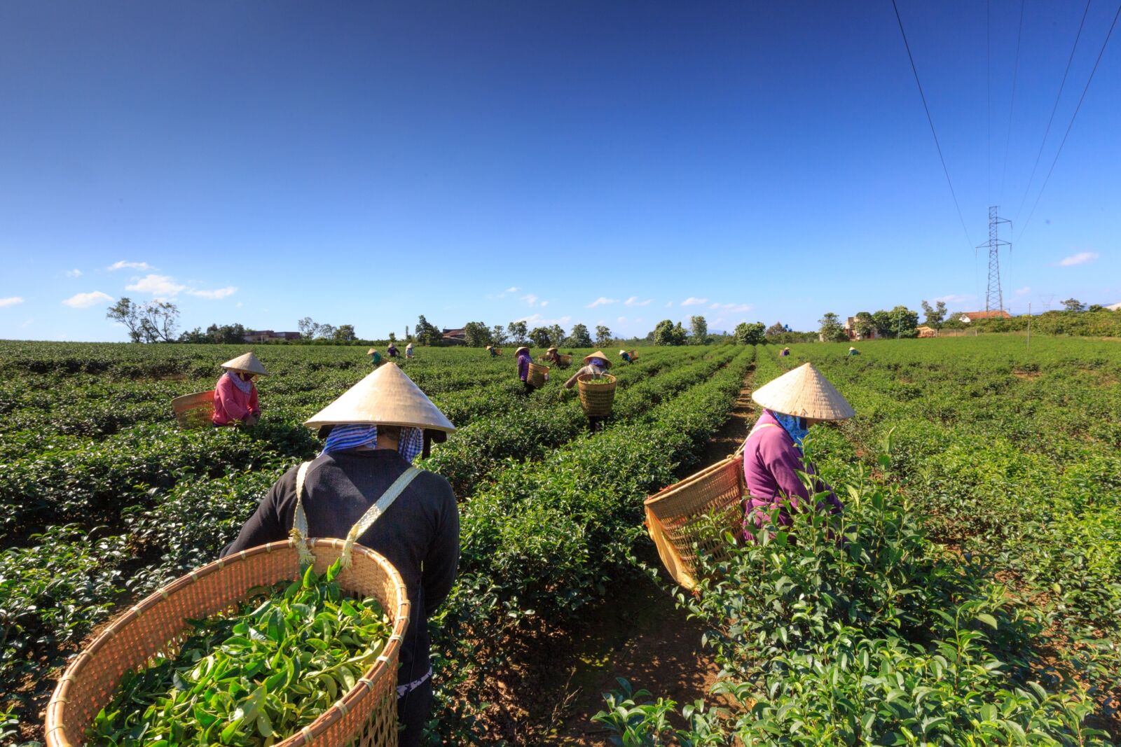 Canon EF 16-35mm F4L IS USM sample photo. Tea, green, planting photography