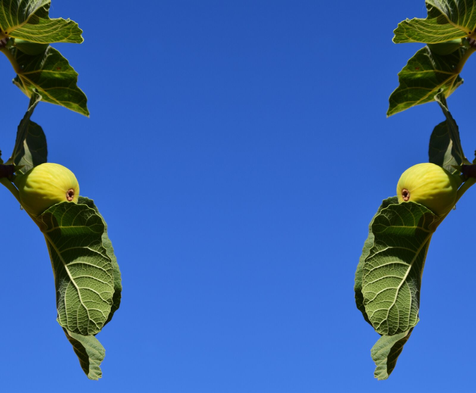 Nikon D3300 sample photo. Figs, fig tree, fruits photography