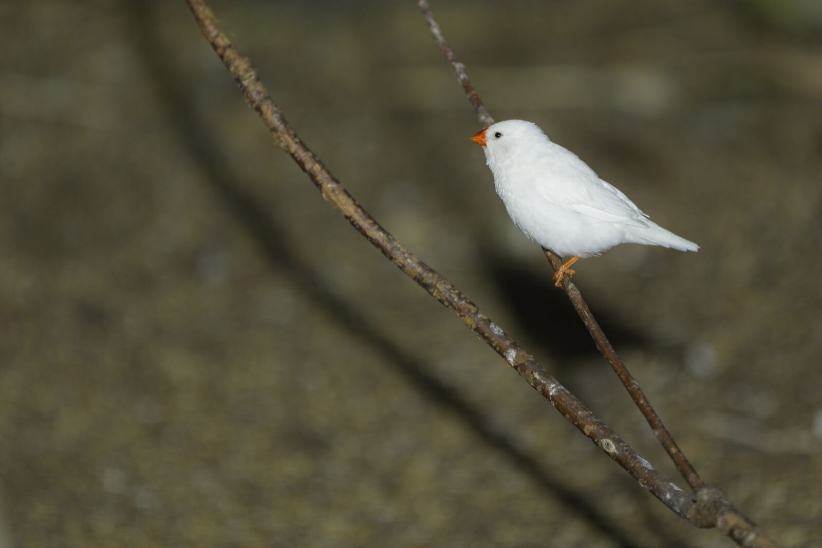Canon EOS-1D X sample photo. White finch, bird bird photography