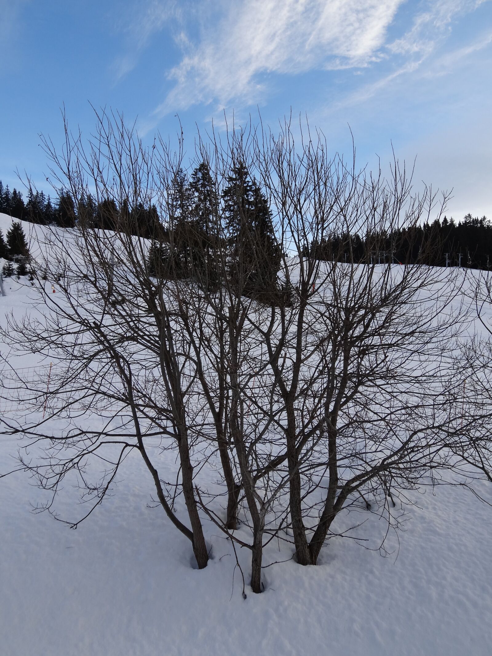 Sony Cyber-shot DSC-HX20V sample photo. Tree, snow, light and photography