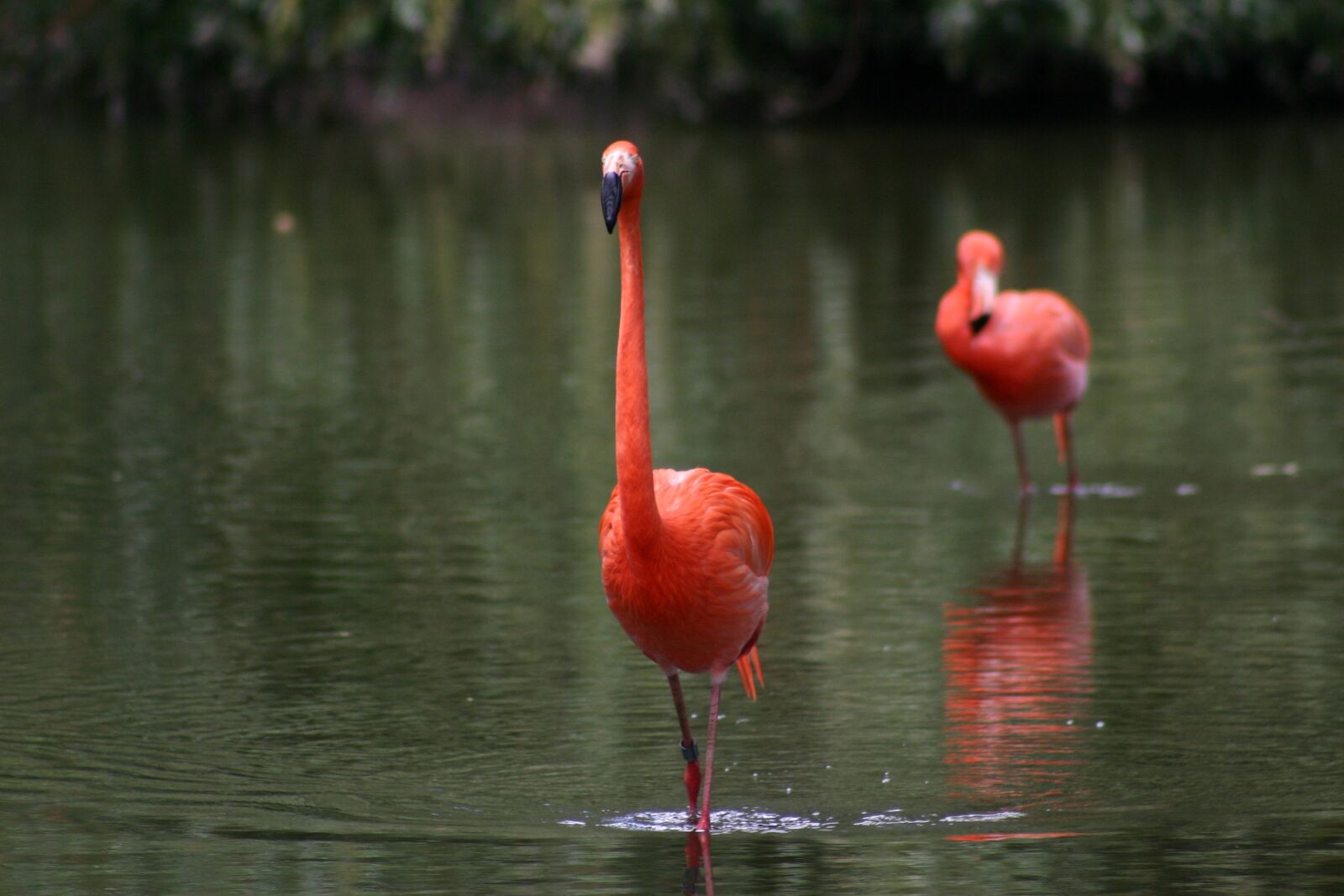 Canon EOS 300D (EOS Digital Rebel / EOS Kiss Digital) sample photo. Flamingo, zoo, pink photography