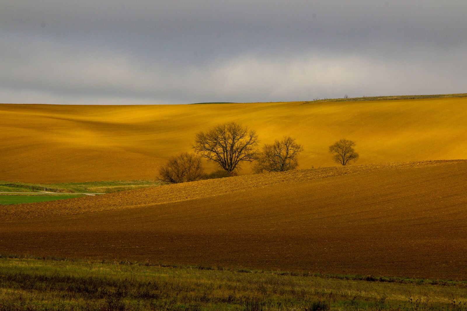 Canon EOS 70D sample photo. Fields, bush, doré photography