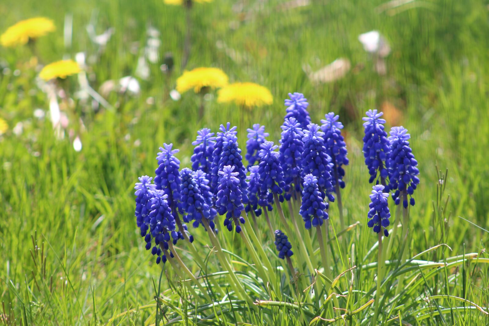 Canon EF 75-300mm f/4-5.6 USM sample photo. Nature, spring, flowers photography