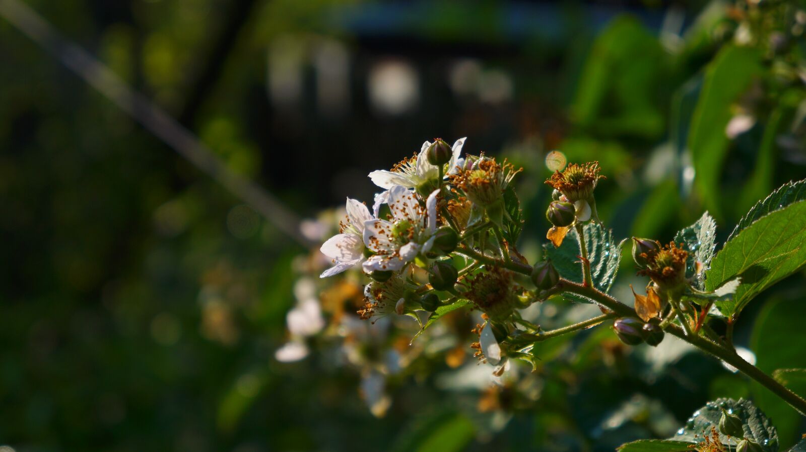 Sony Alpha a3000 + Sony E 18-55mm F3.5-5.6 OSS sample photo. Nature, plants, flowers photography