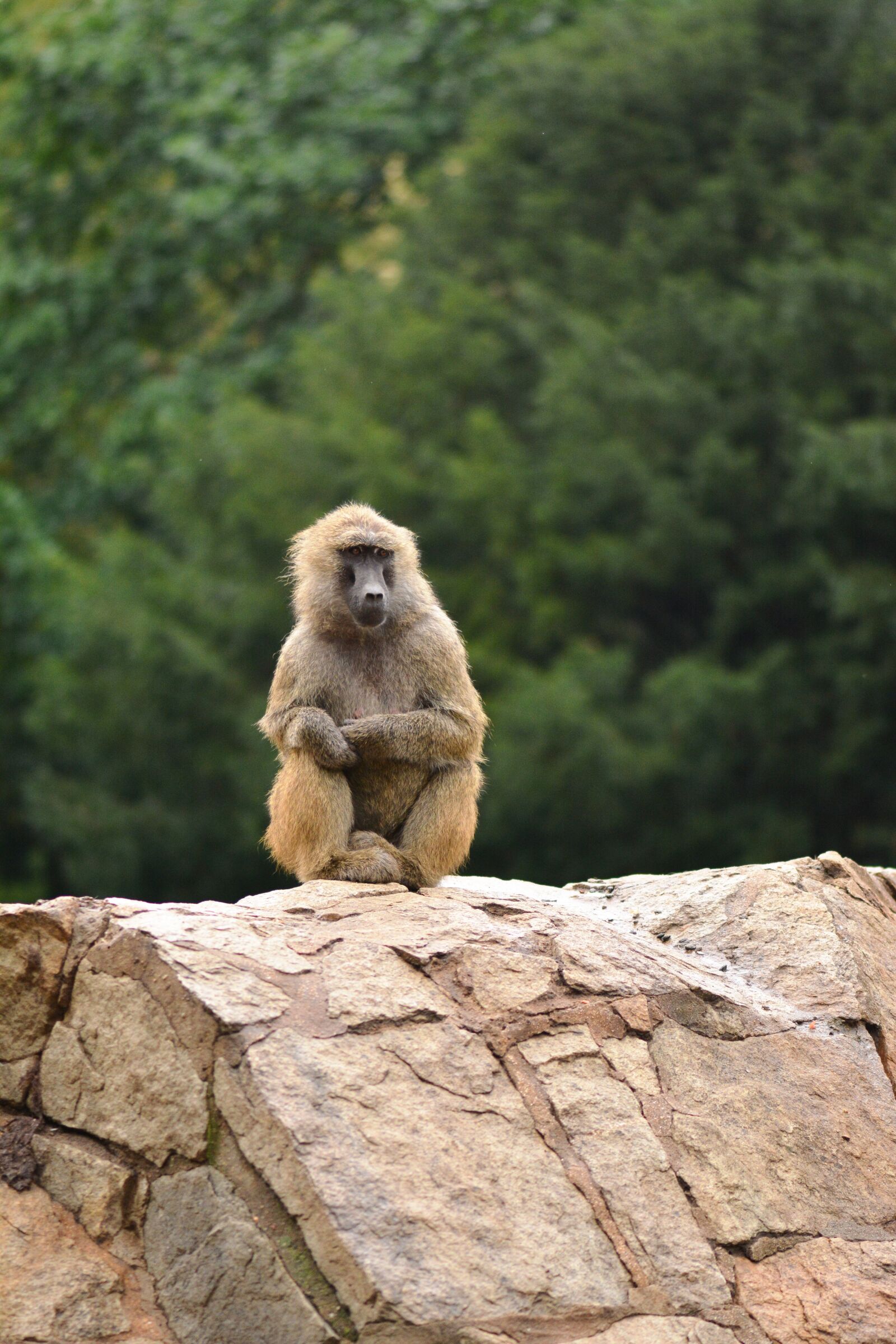 Nikon D7100 sample photo. Monkey, animal, tree photography