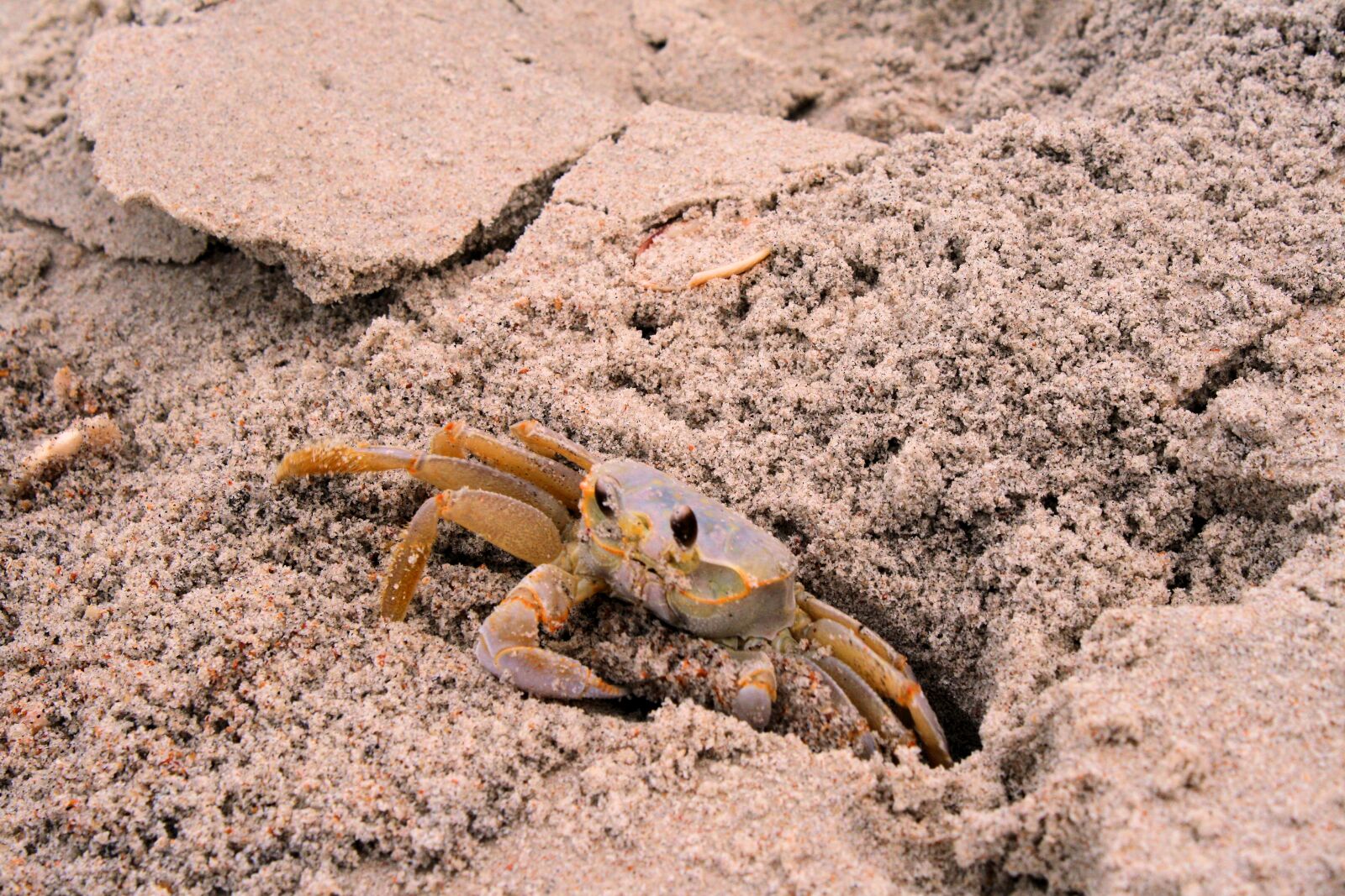 Canon EOS 1000D (EOS Digital Rebel XS / EOS Kiss F) sample photo. Animal, beach, crab, ghost photography