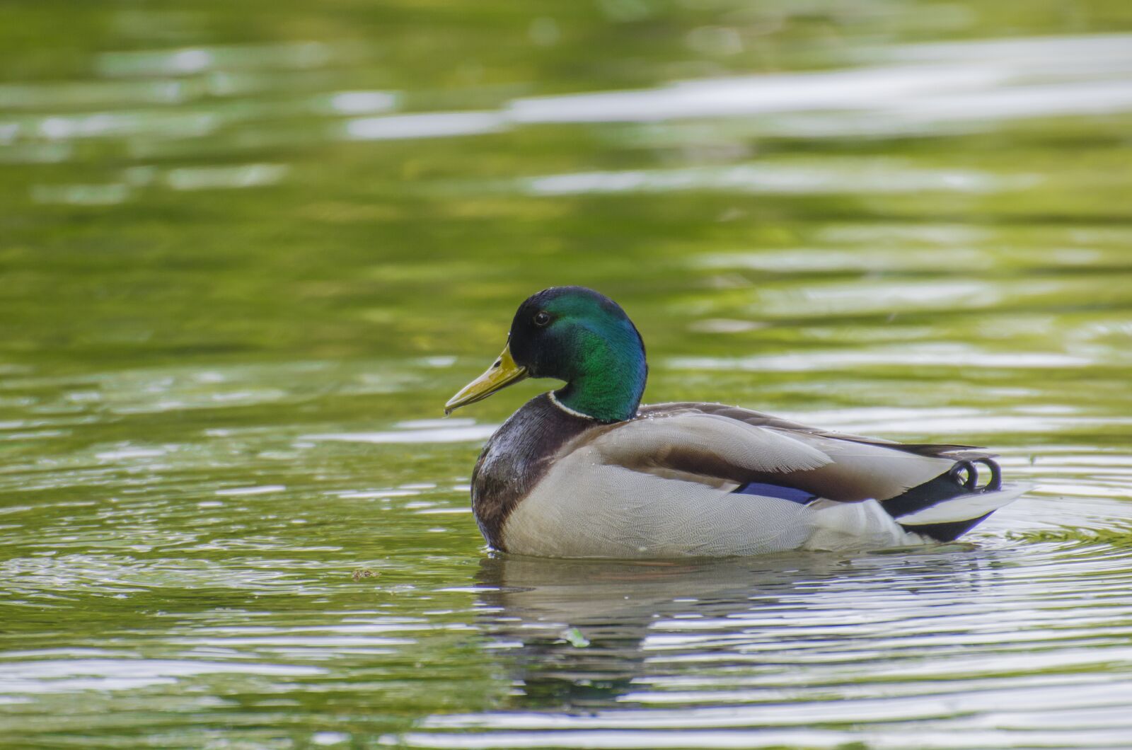 Nikon D7000 sample photo. Duck, wild, wildlife photography