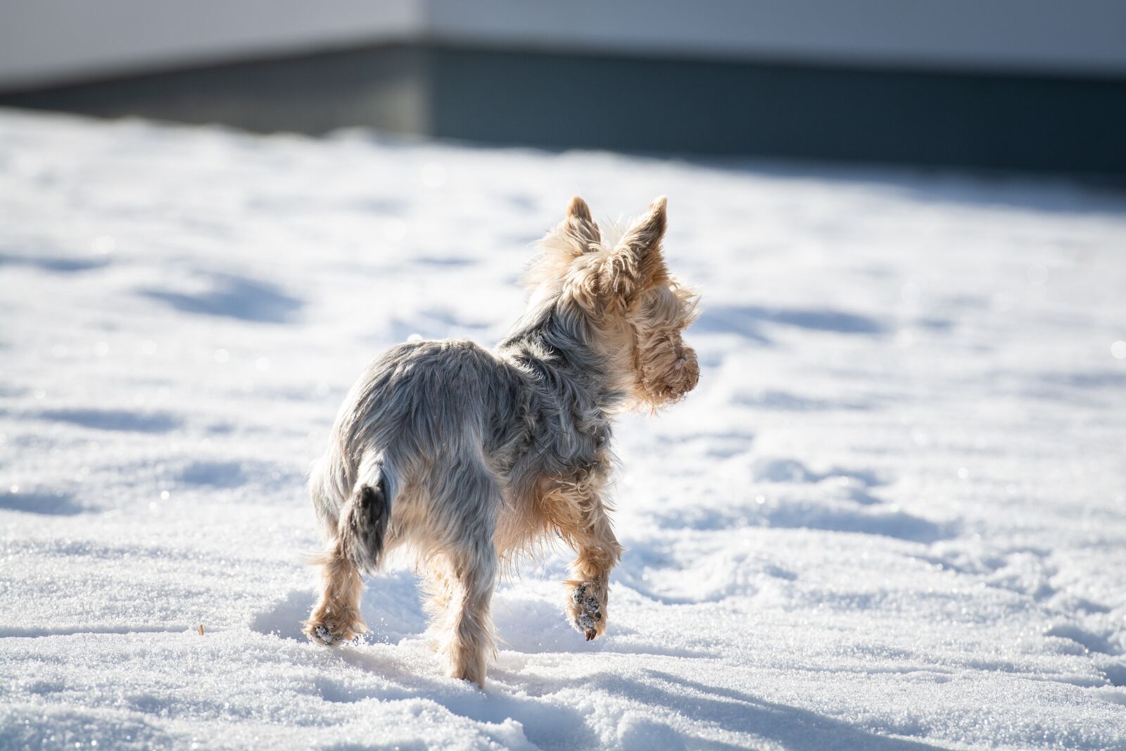 Nikon D7100 sample photo. Dog, winter, snow photography