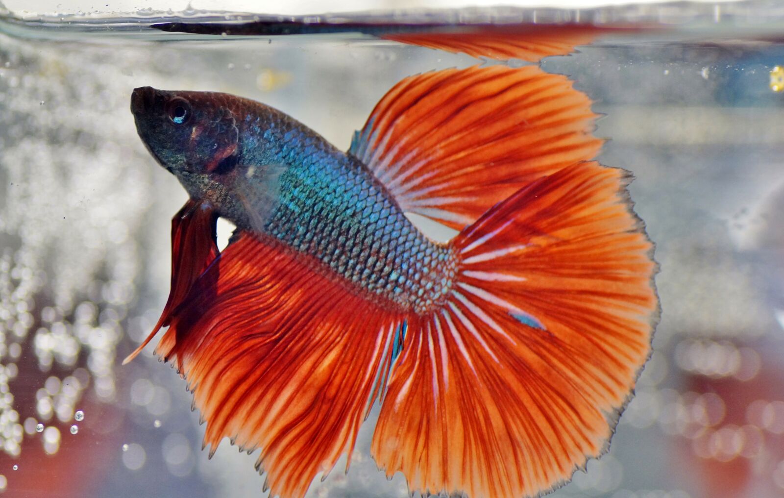 Sony SLT-A58 sample photo. Beta, warrior, aquarium photography
