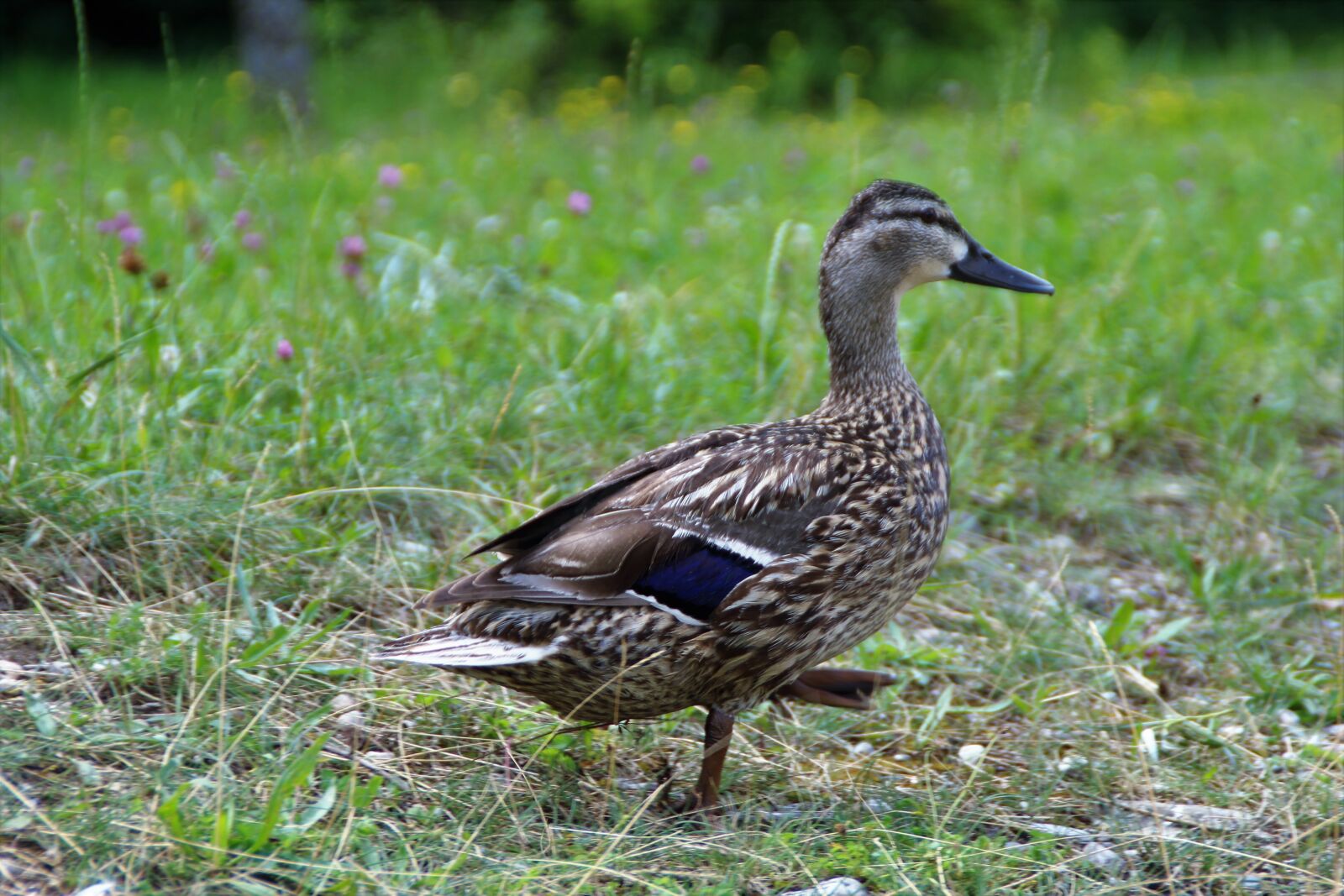 Canon EOS 1200D (EOS Rebel T5 / EOS Kiss X70 / EOS Hi) sample photo. Duck, animal, bird photography