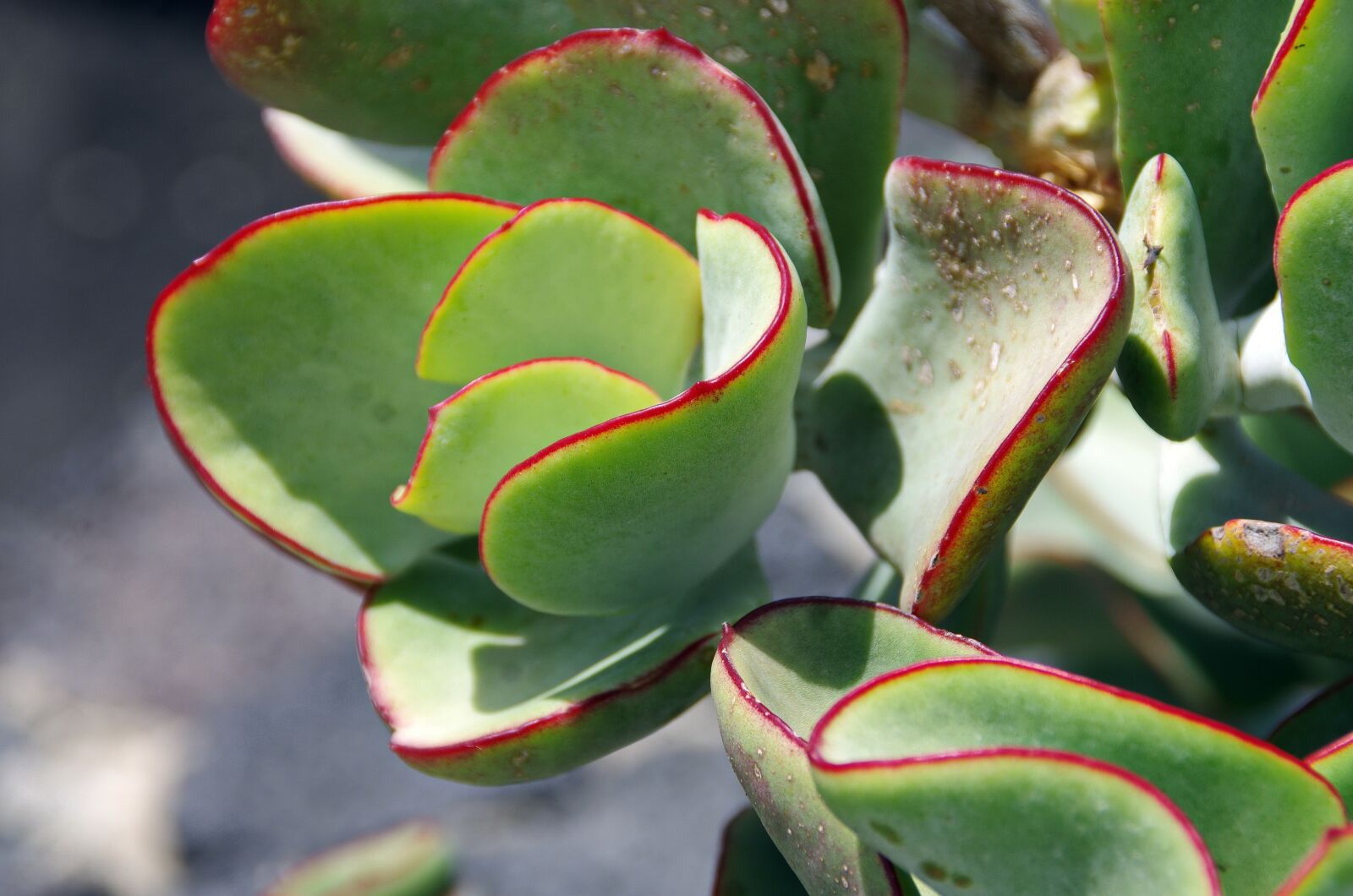 Pentax K-5 sample photo. Houseleek, succulent, leaves photography