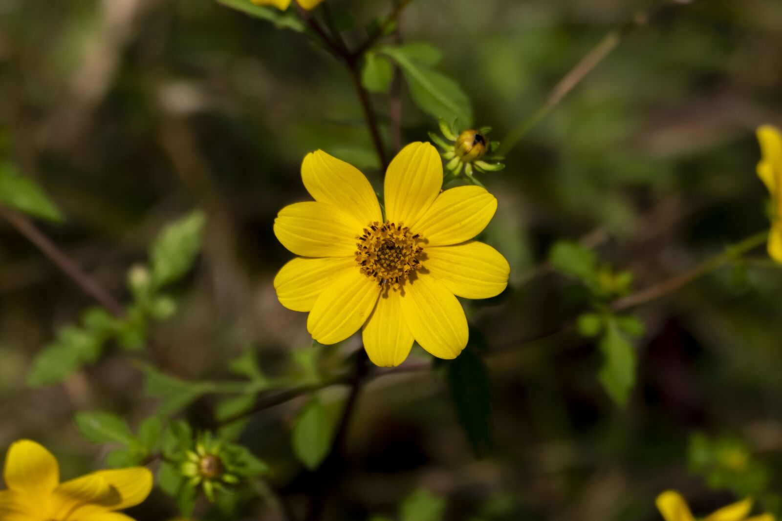 Panasonic Lumix DMC-FZ1000 sample photo. Flower, yellow, bloom photography