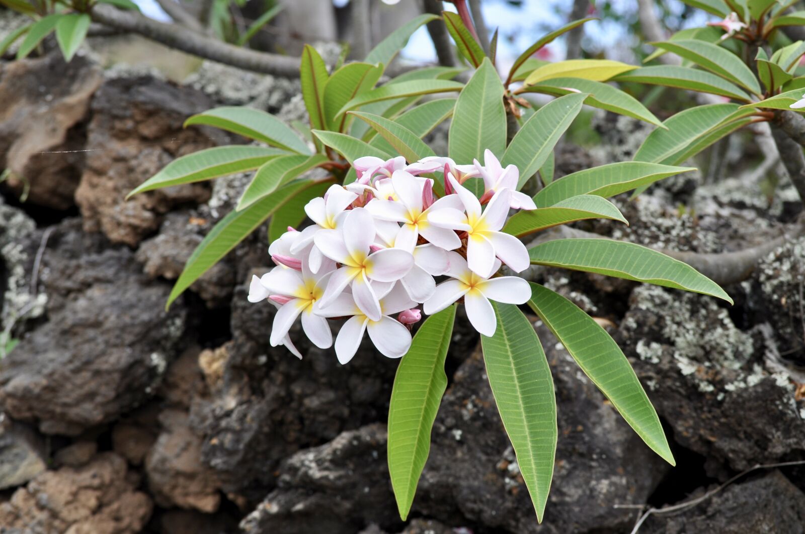 Nikon D5000 sample photo. Plumeria, white, frangipani photography