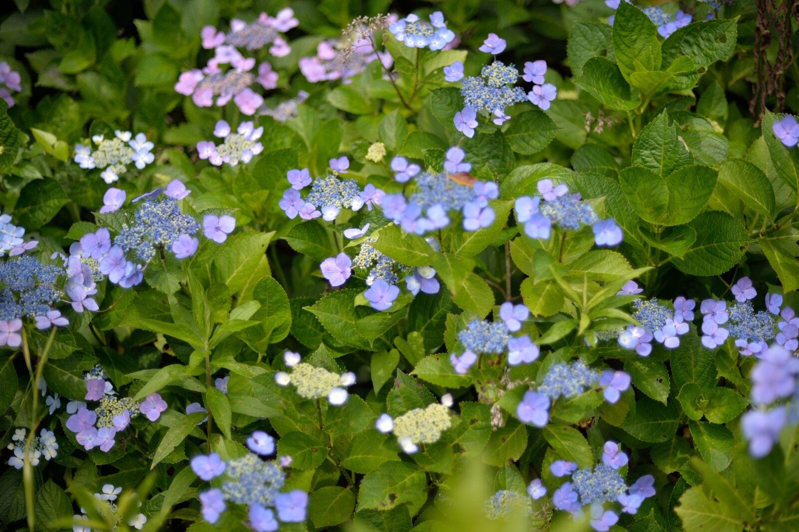 Nikon Df sample photo. Flower, ajisai, holiday photography