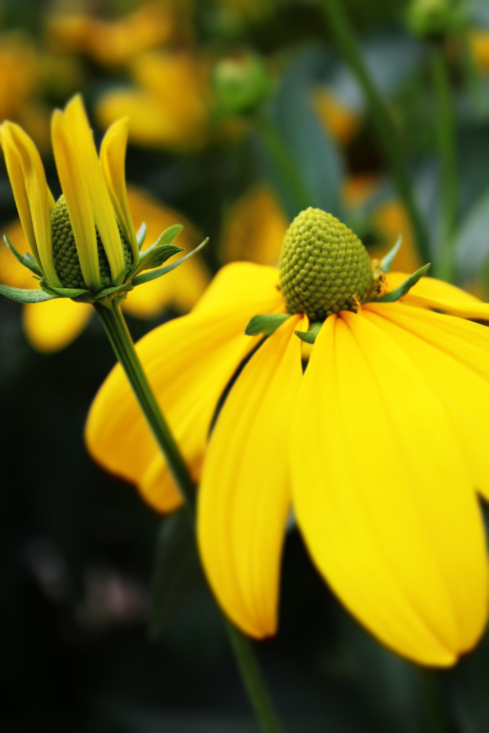 Canon EOS 600D (Rebel EOS T3i / EOS Kiss X5) sample photo. Yellow flower, flower, blossom photography