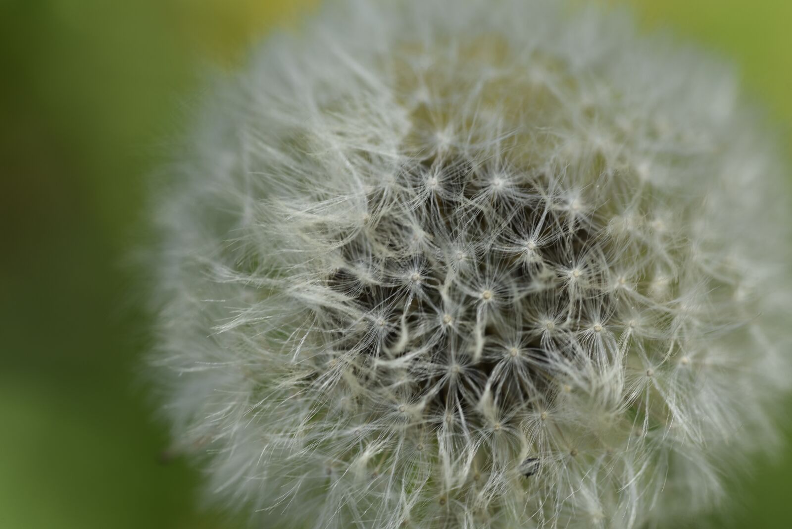 Nikon D750 sample photo. Dandelion, spring, nature photography