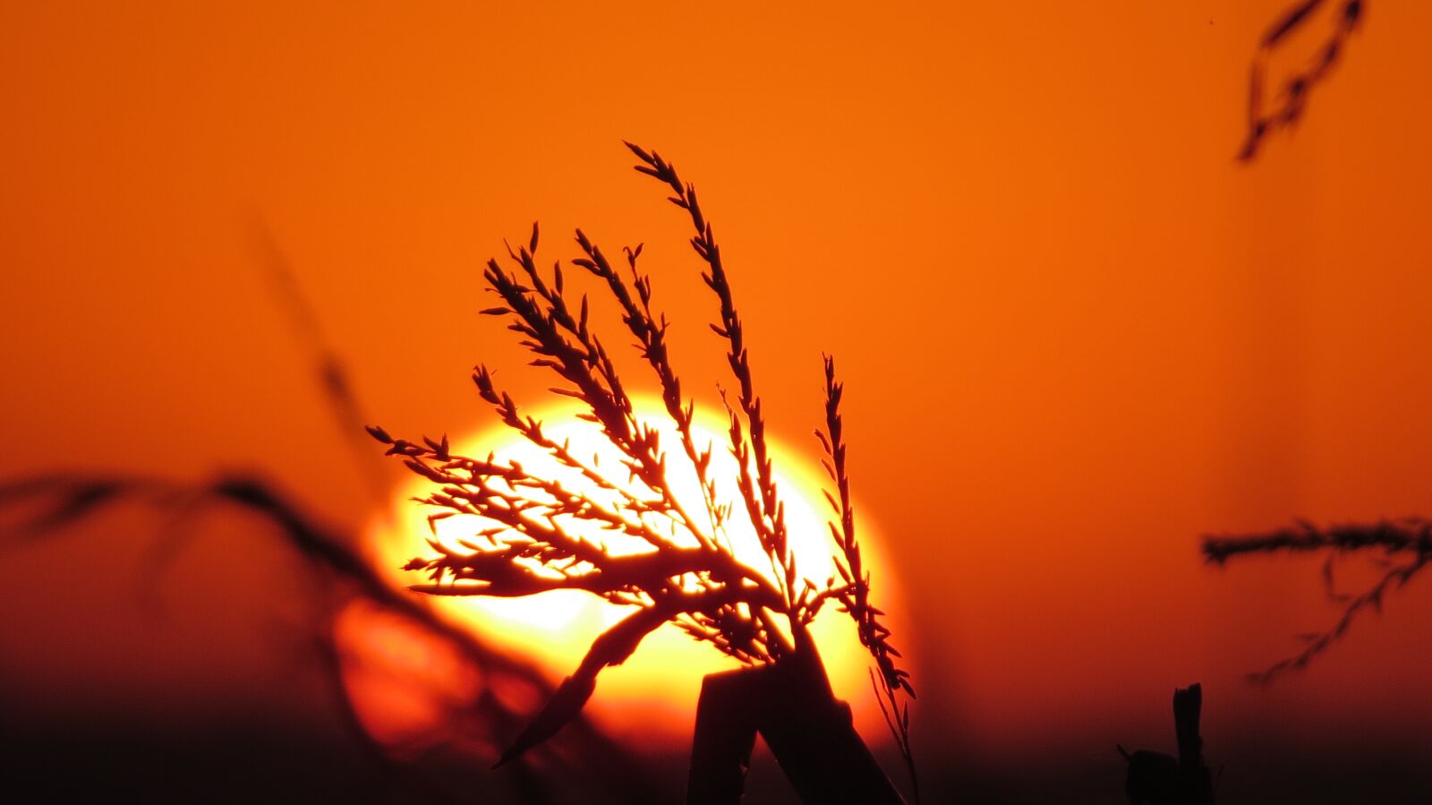 Canon PowerShot SX50 HS sample photo. Corn, sol, sunset photography