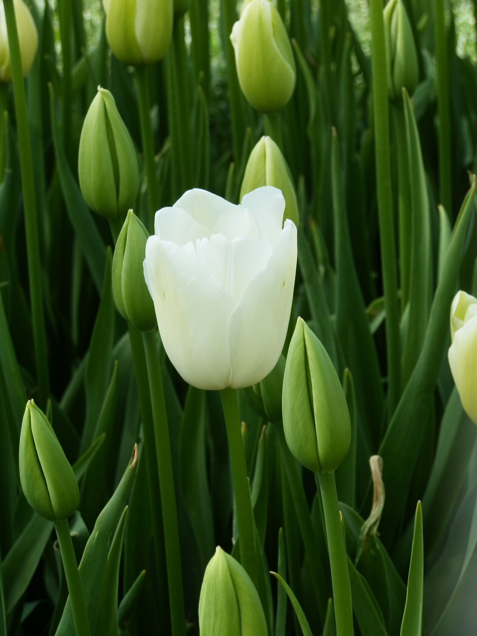Olympus SZ-10 sample photo. White, flower, tulip photography