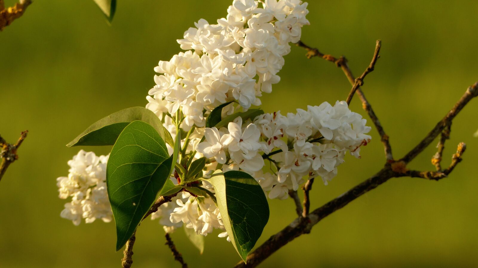 Panasonic Lumix DMC-FZ200 sample photo. Lilac, white, white lilac photography