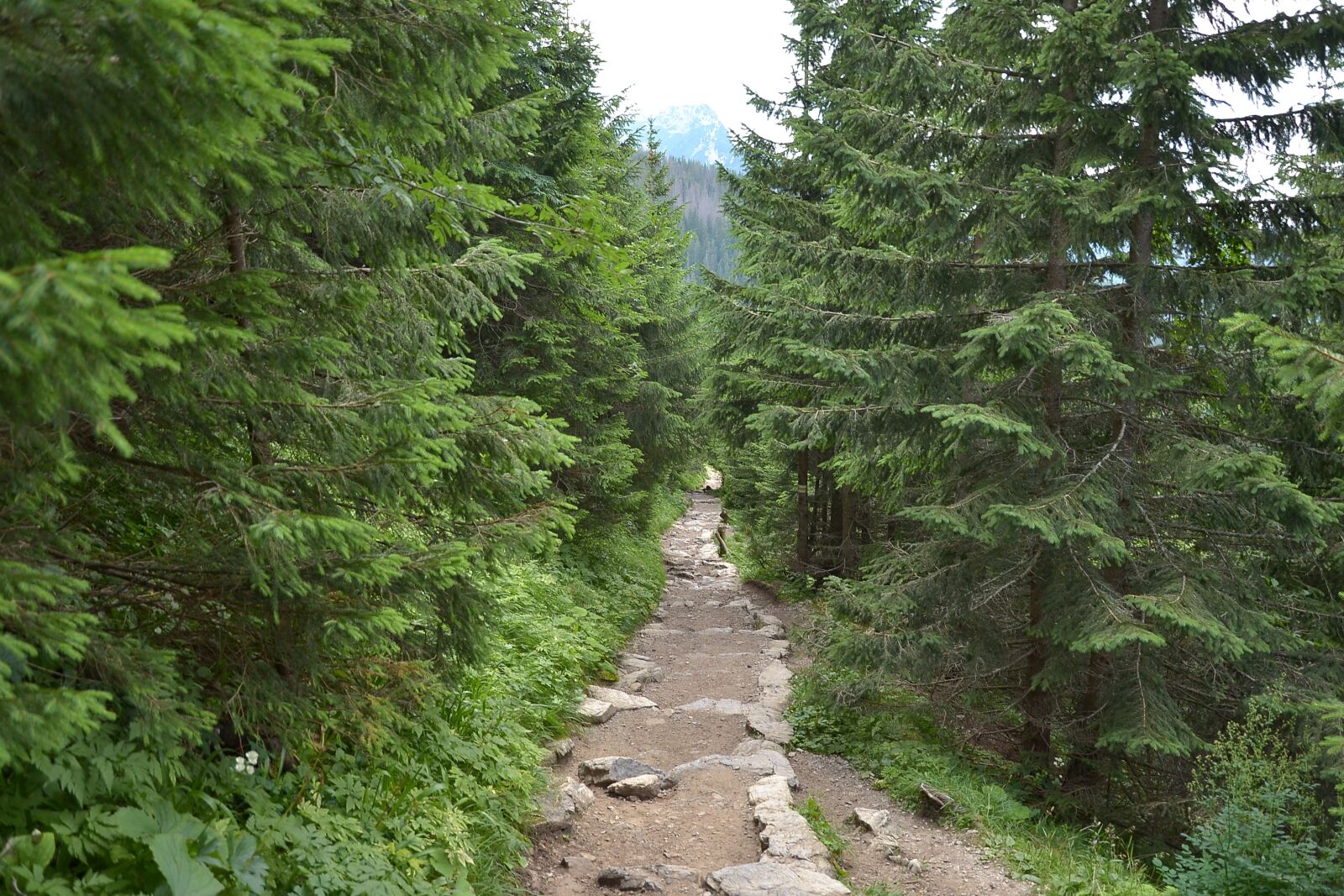 Nikon D3100 sample photo. Buried, mountains, hala g photography