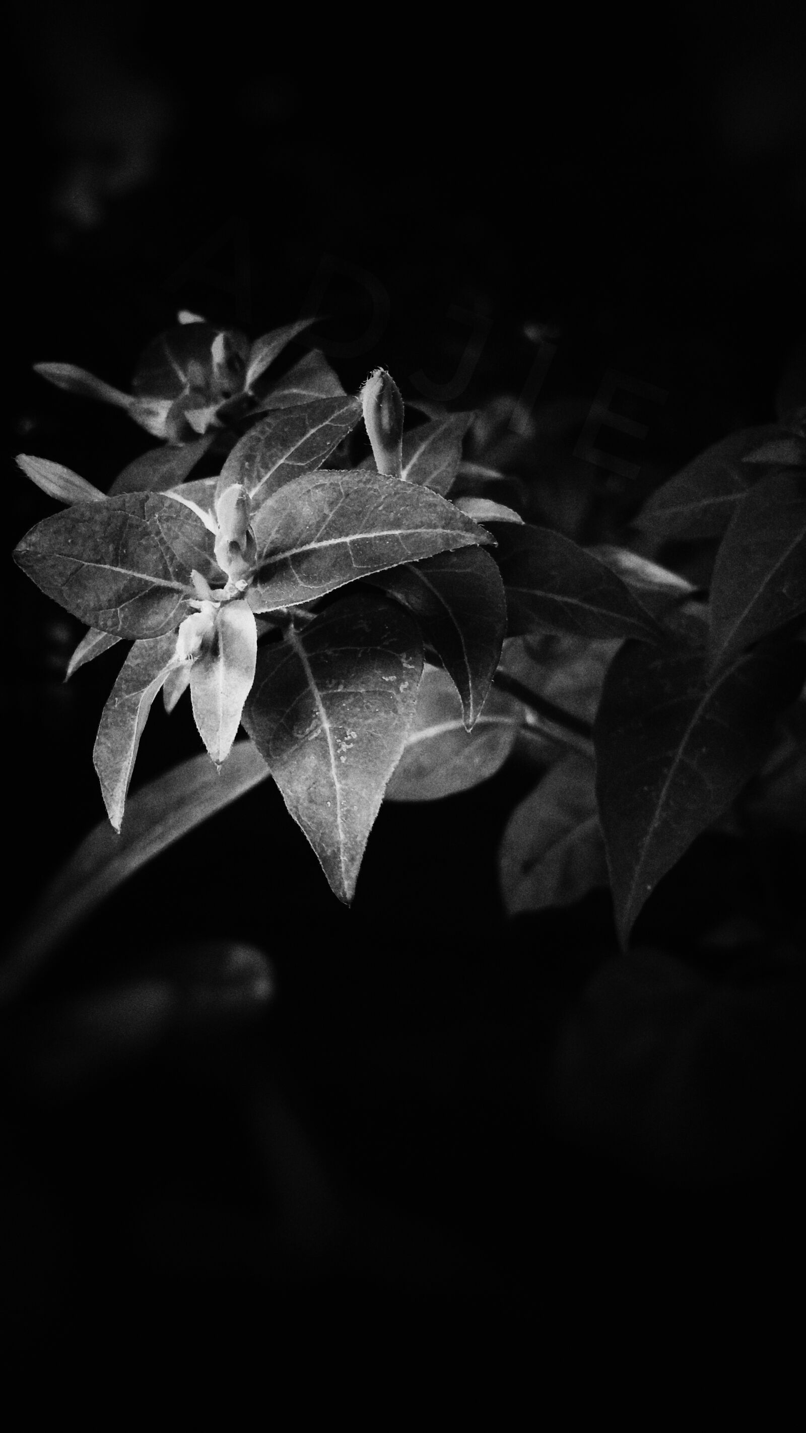 Samsung Galaxy J5 sample photo. Pexels photography