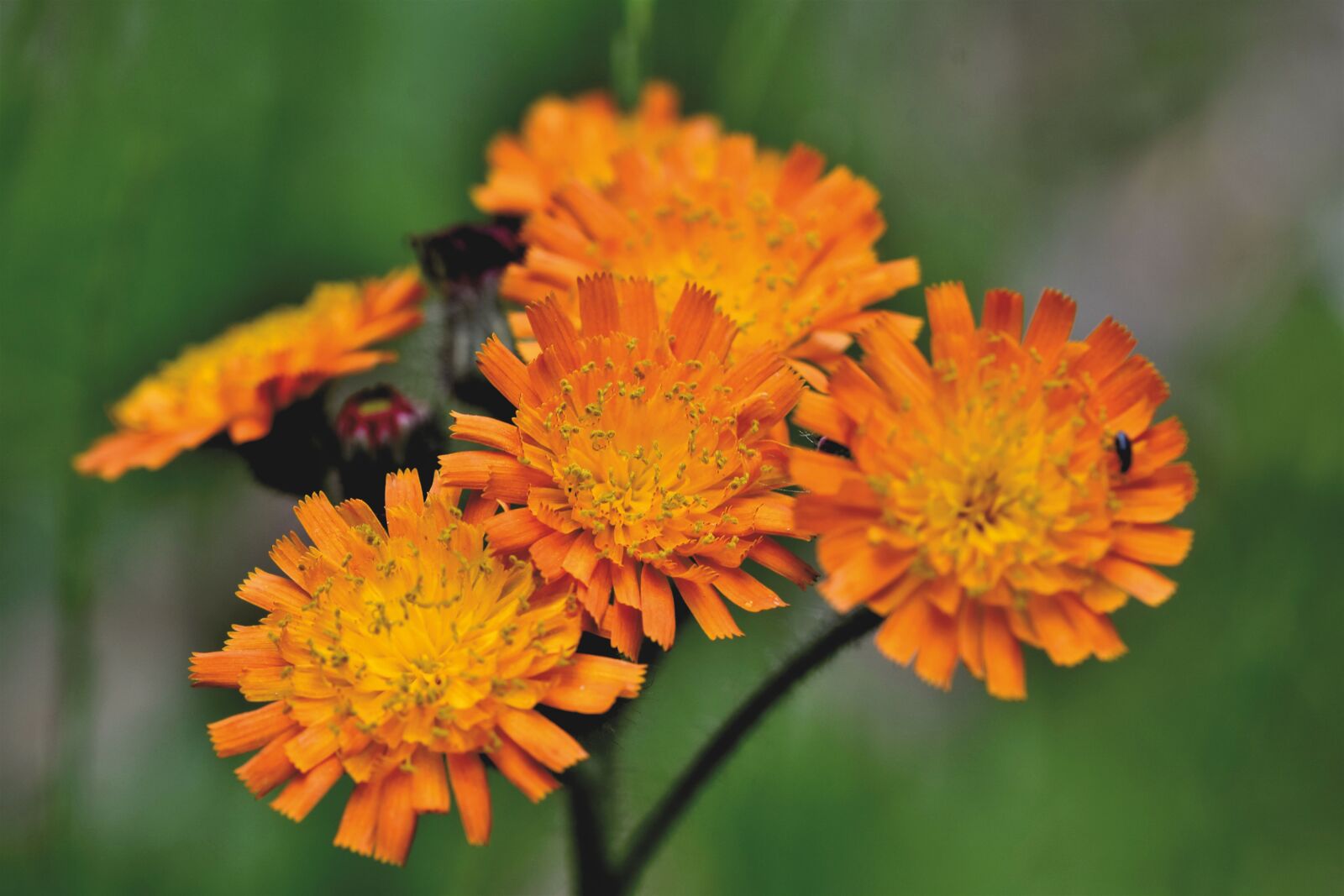 Nikon D7200 sample photo. Orange red hawkweed, composites photography