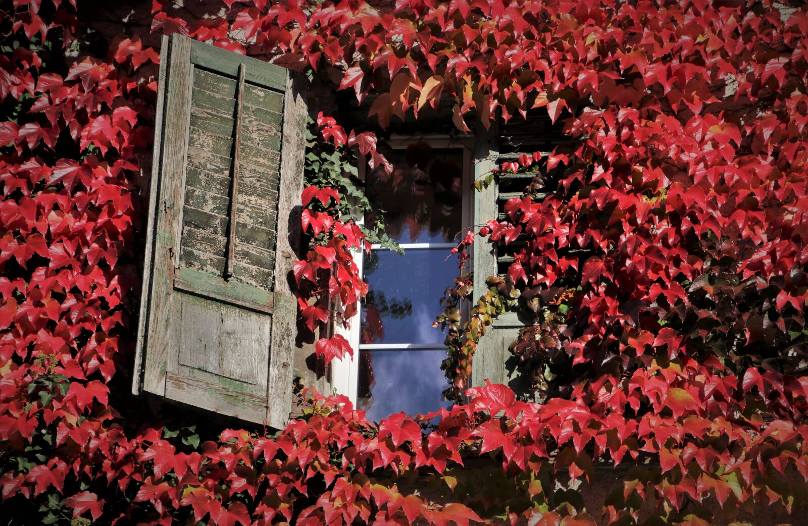 Canon EOS 80D sample photo. Foliage, old windows, autumn photography