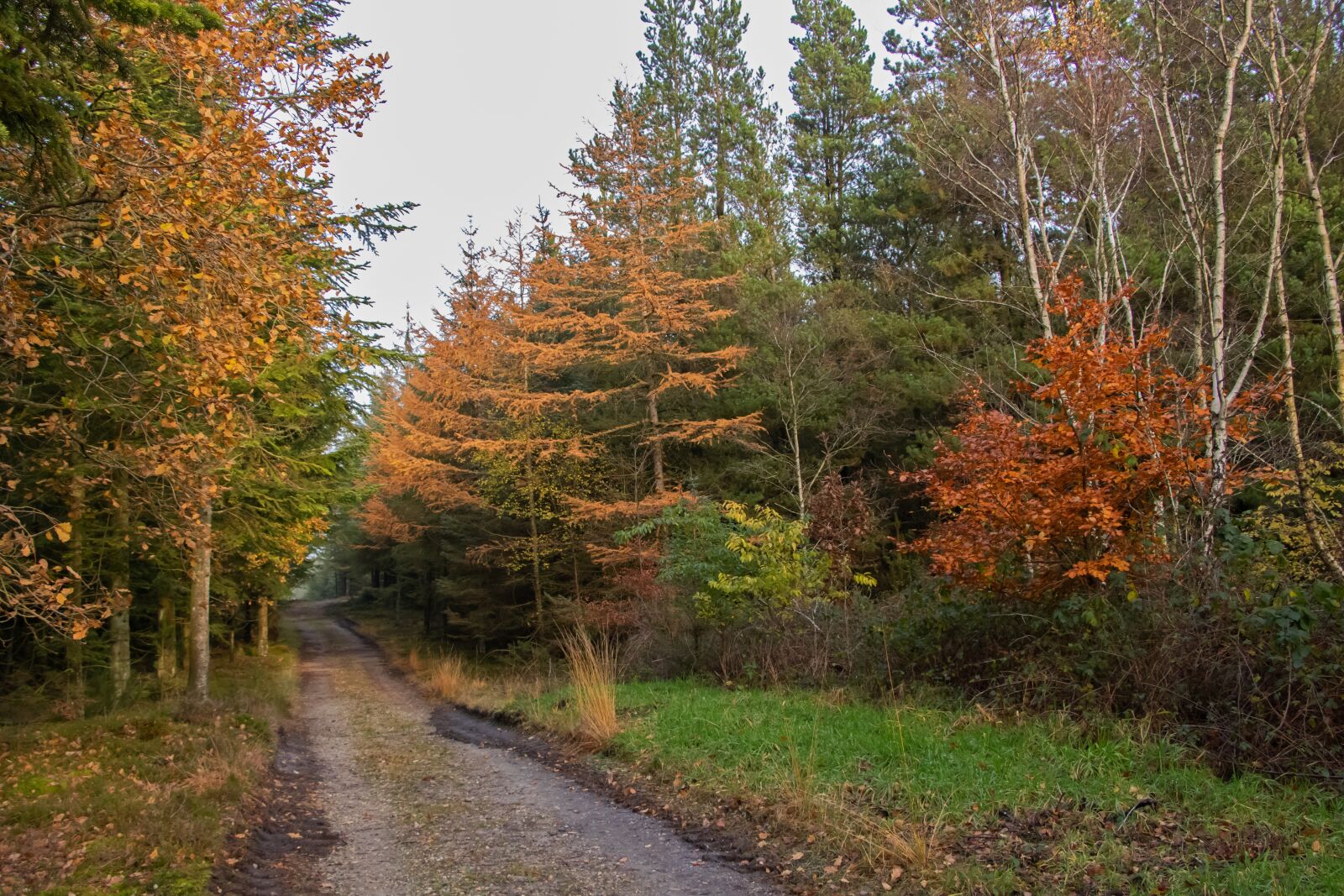 Canon EF-S 18-135mm F3.5-5.6 IS USM sample photo. Plantation, gravel road, path photography