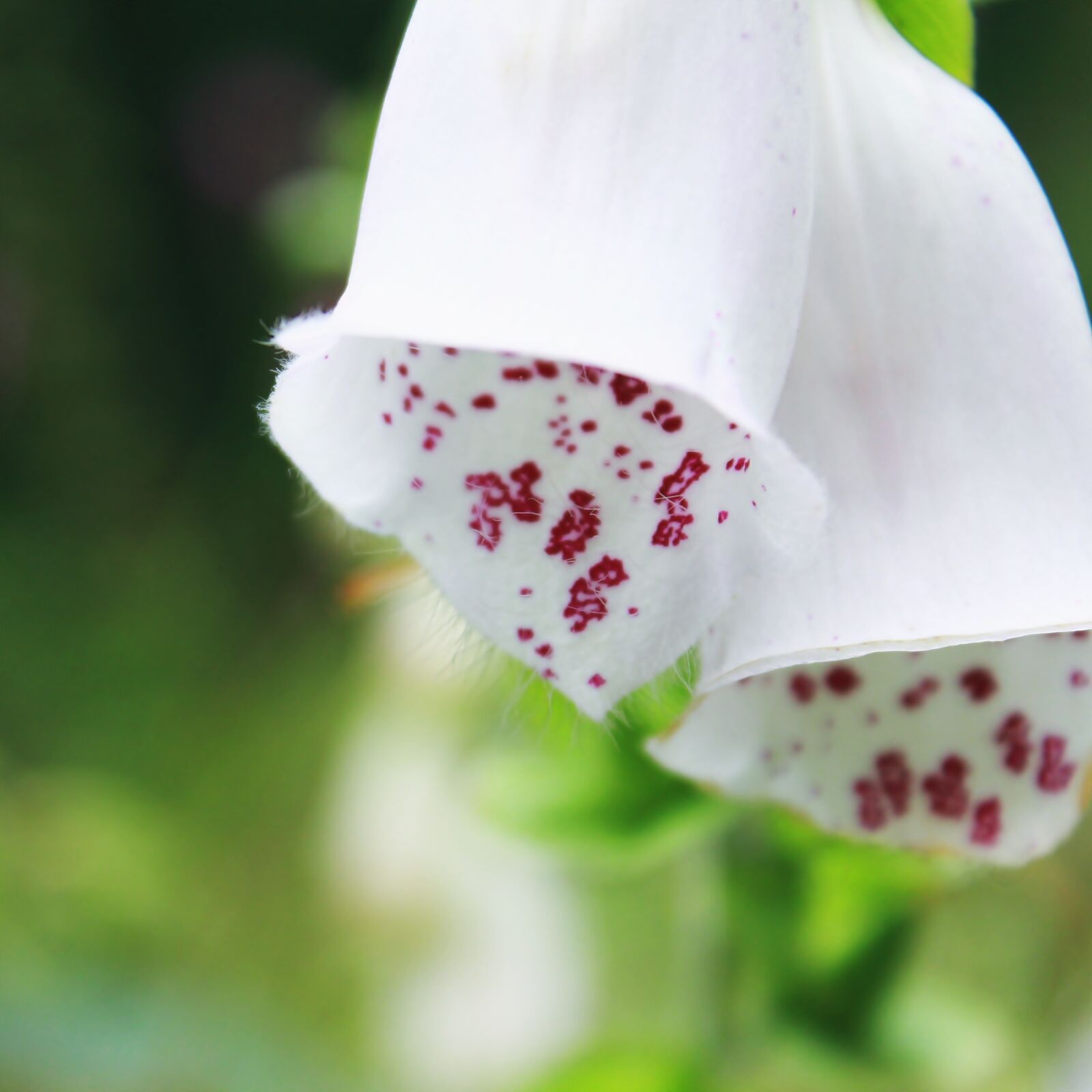 Canon EOS 1200D (EOS Rebel T5 / EOS Kiss X70 / EOS Hi) sample photo. Thimble, flower, blossom photography
