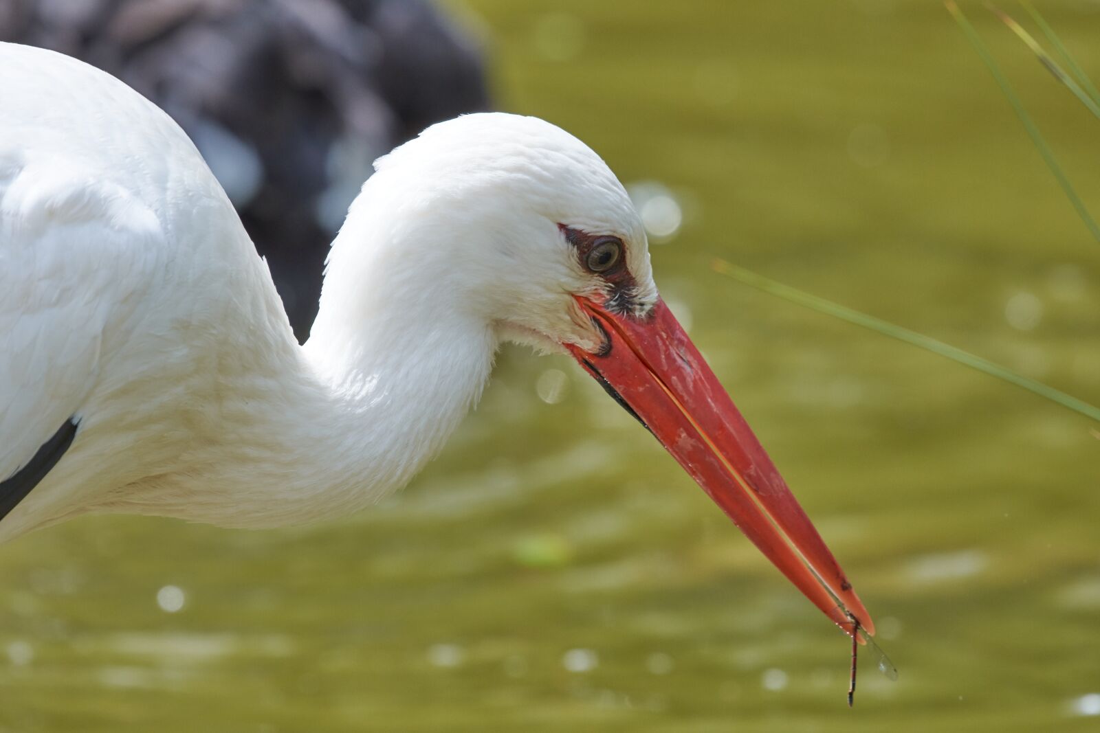 Nikon AF-S Nikkor 200-500mm F5.6E ED VR sample photo. Stork, hunt, water photography