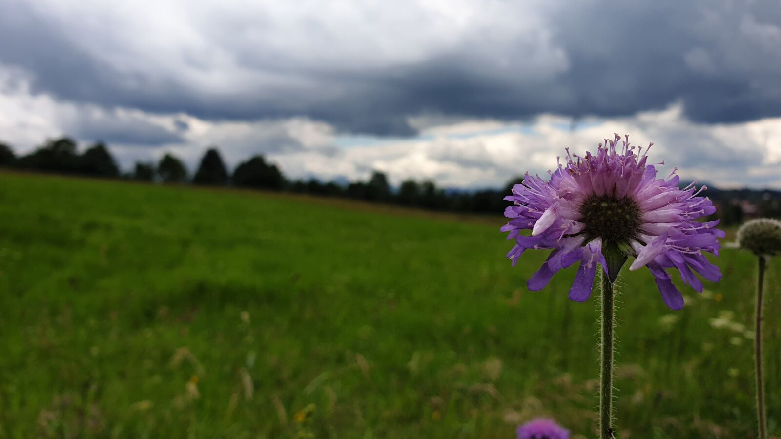 Samsung Galaxy S9+ sample photo. Mountains, meadow, flower photography