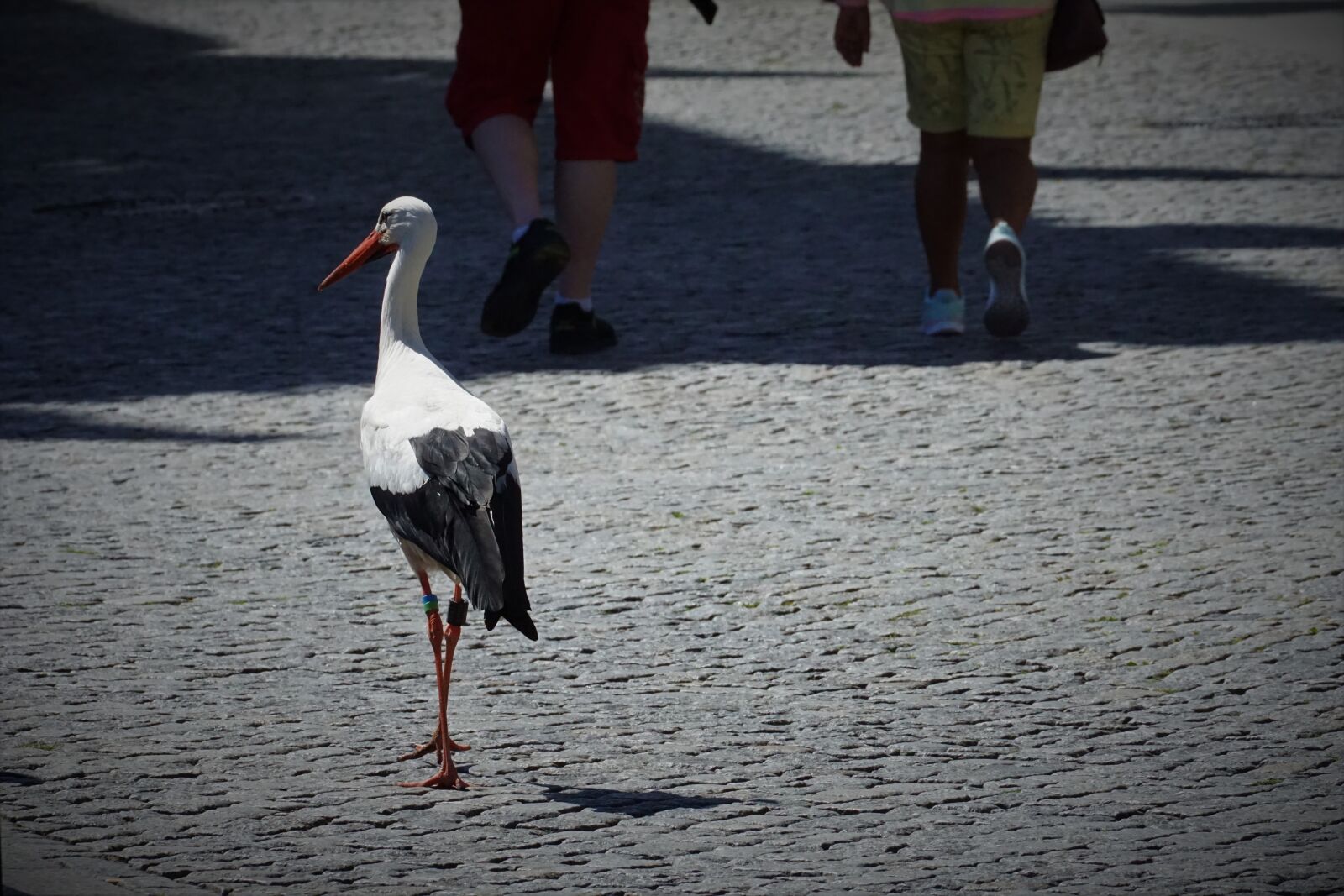 Sony E 70-350mm F4.5-6.3 G OSS sample photo. Stork, city stroll, walk photography