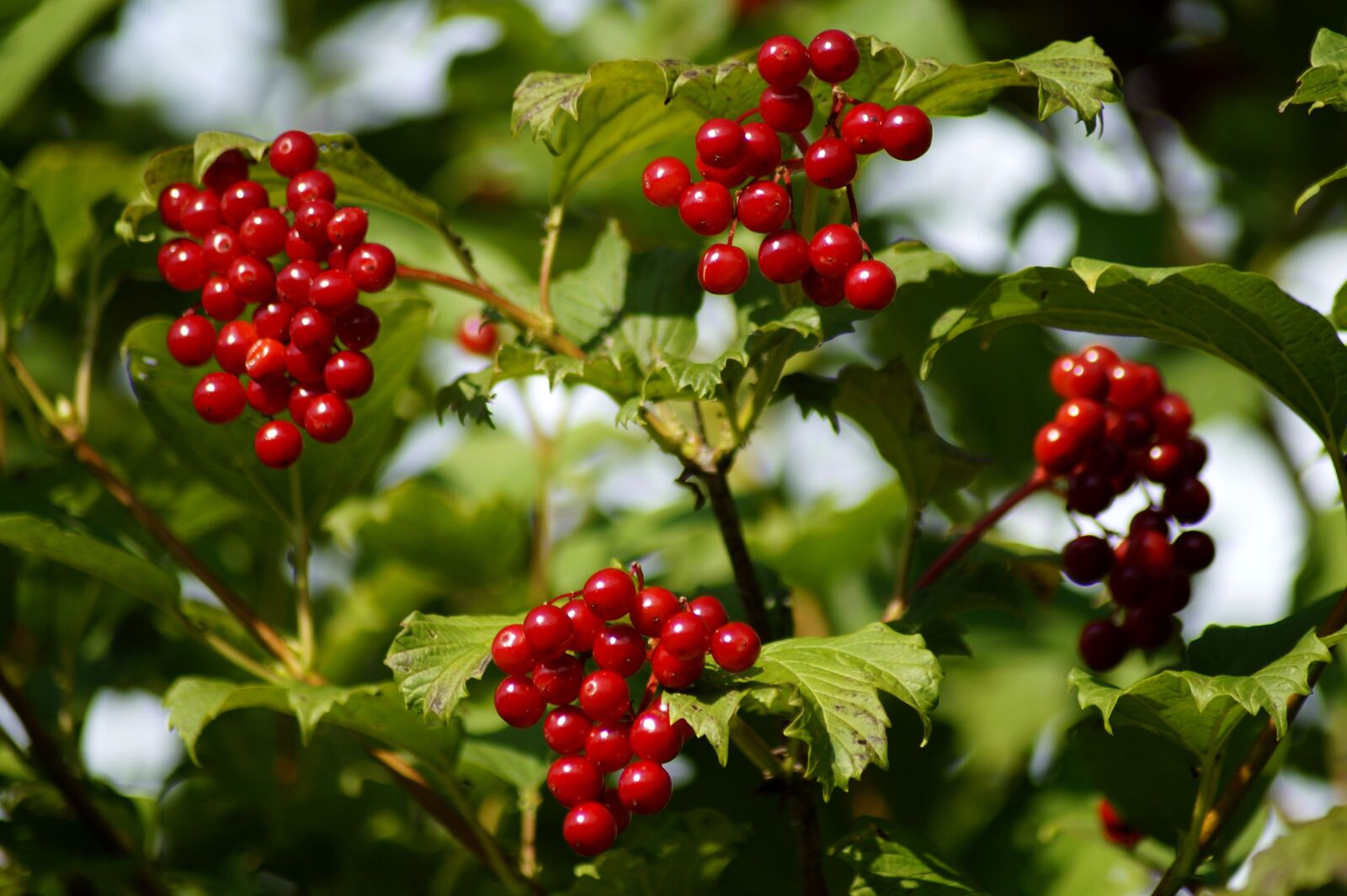 Sony SLT-A58 sample photo. Ordinary snowball, berries, red photography