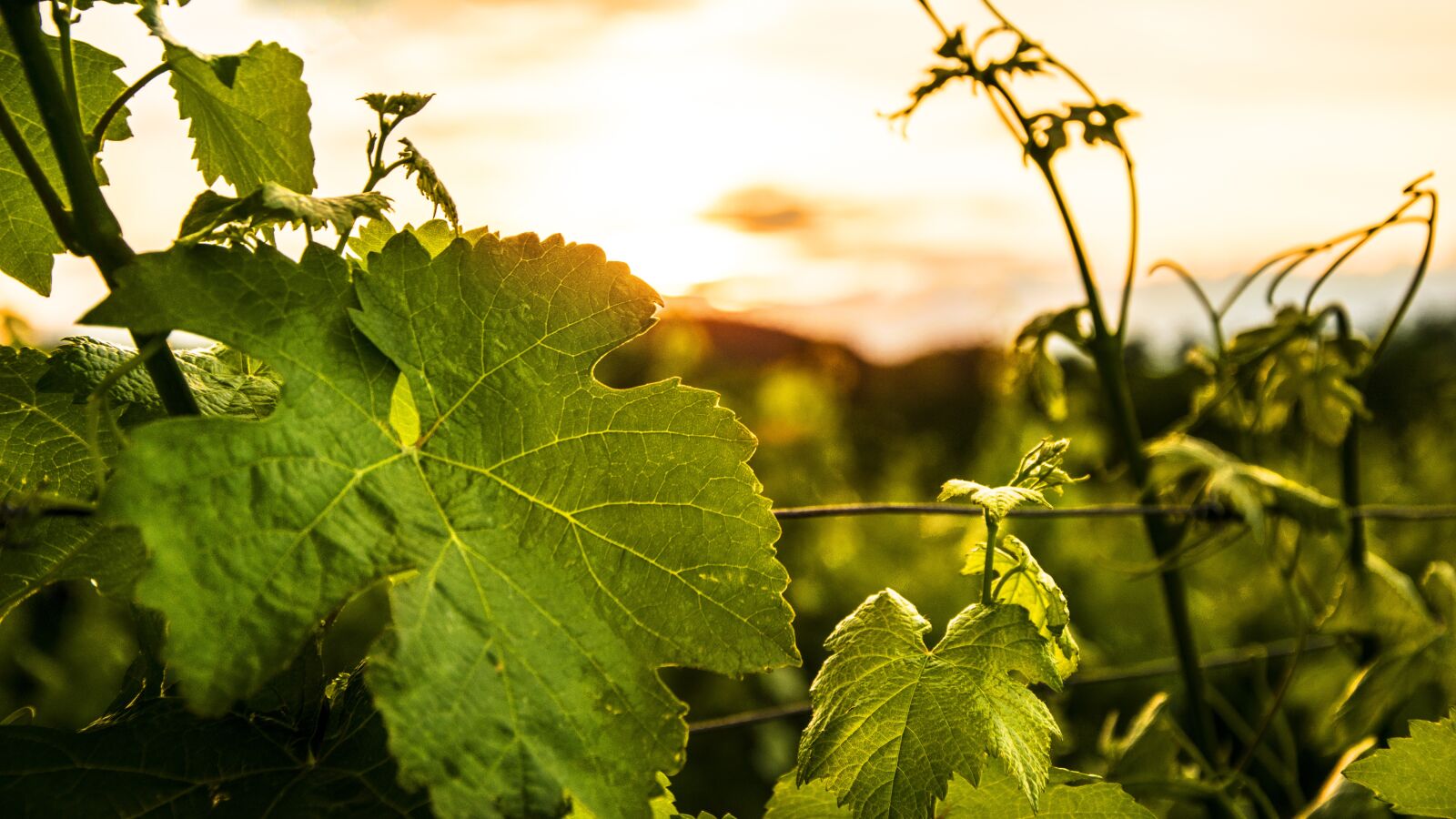 Nikon D3300 sample photo. Wine, sunset, atmosphere photography