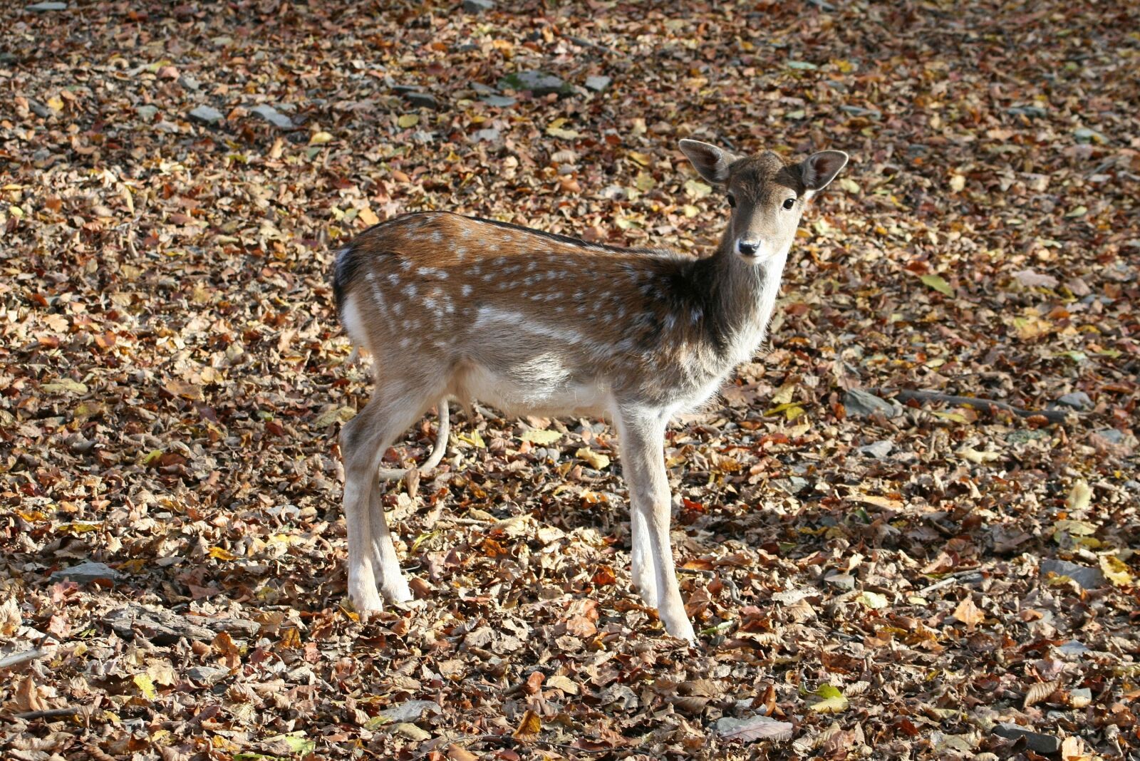 Canon EOS 400D (EOS Digital Rebel XTi / EOS Kiss Digital X) sample photo. Deer, forest, hungary photography