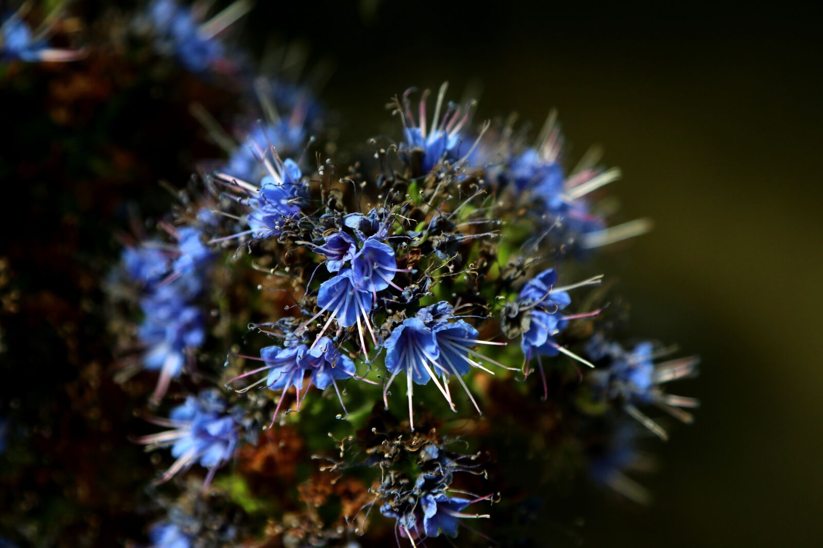 Canon EOS 70D + Canon EF 24-105mm F4L IS USM sample photo. Blossom, bloom, flower photography