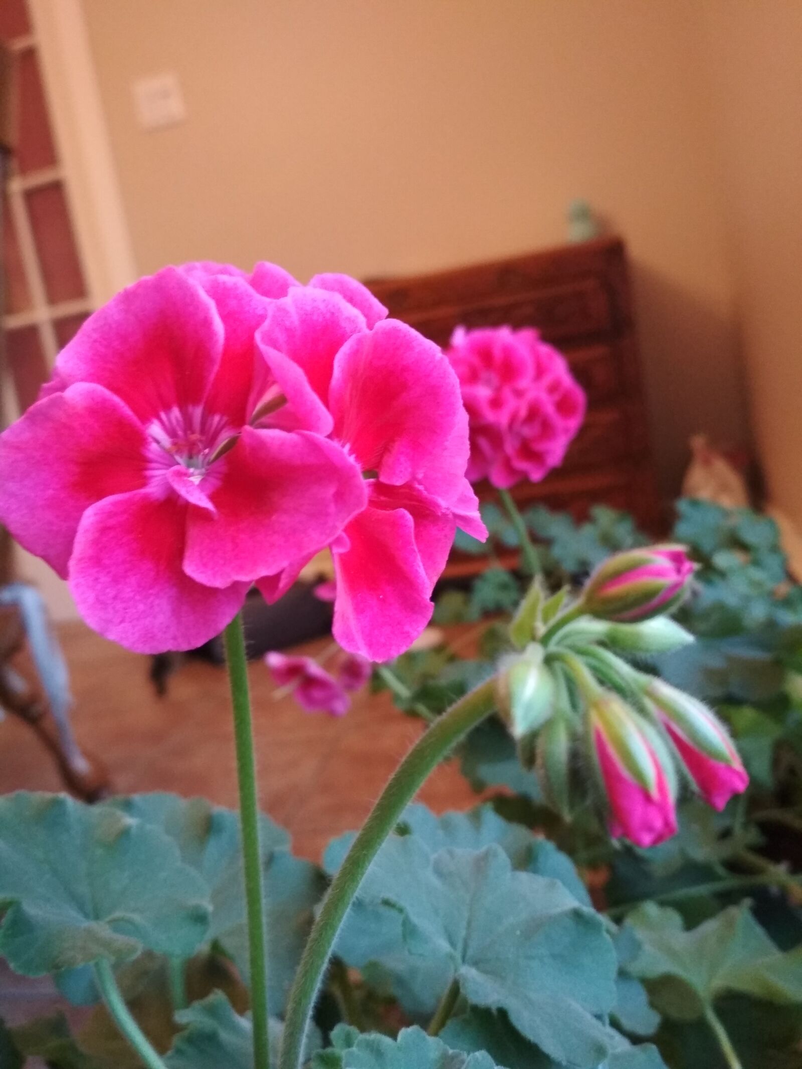 Xiaomi Redmi 4X sample photo. Magenta flowers, geranium, flowers photography