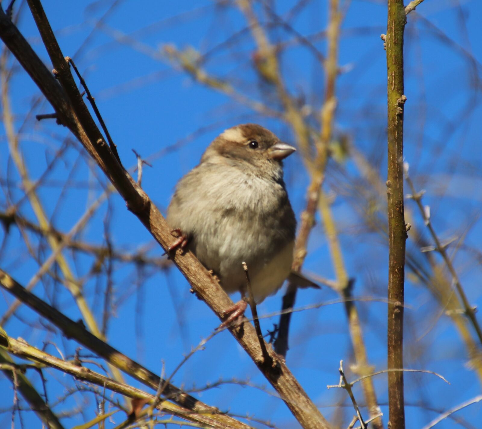 Canon EOS 800D (EOS Rebel T7i / EOS Kiss X9i) sample photo. Bird, sparrow, tree photography
