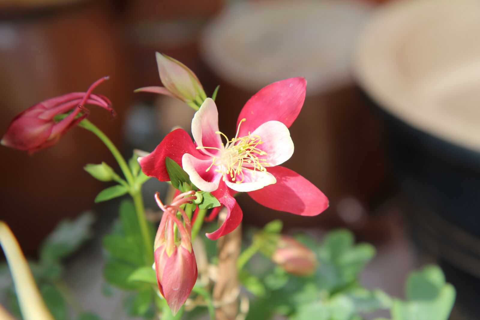 Canon EOS 600D (Rebel EOS T3i / EOS Kiss X5) sample photo. Columbine, ancolie pink, flowering photography
