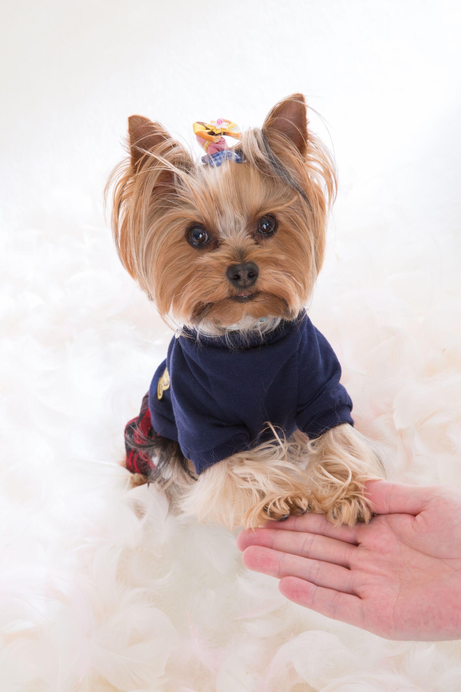 Canon EF 24-105mm F4L IS USM sample photo. Yorkshire terrier, dog, one photography