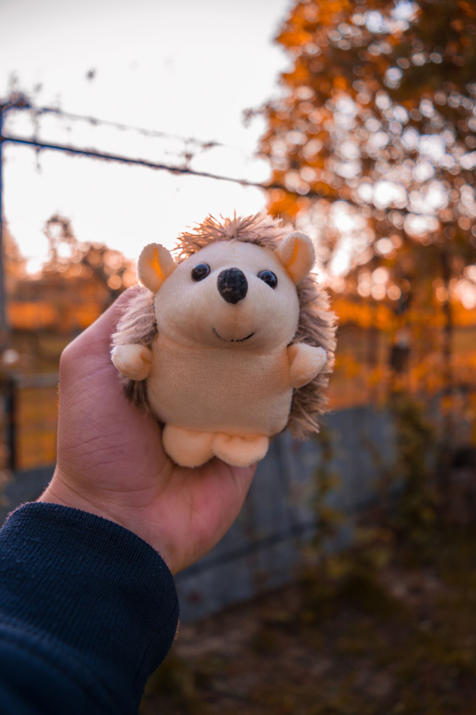 Nikon D5300 sample photo. Hedgehog, plyšák, toys photography
