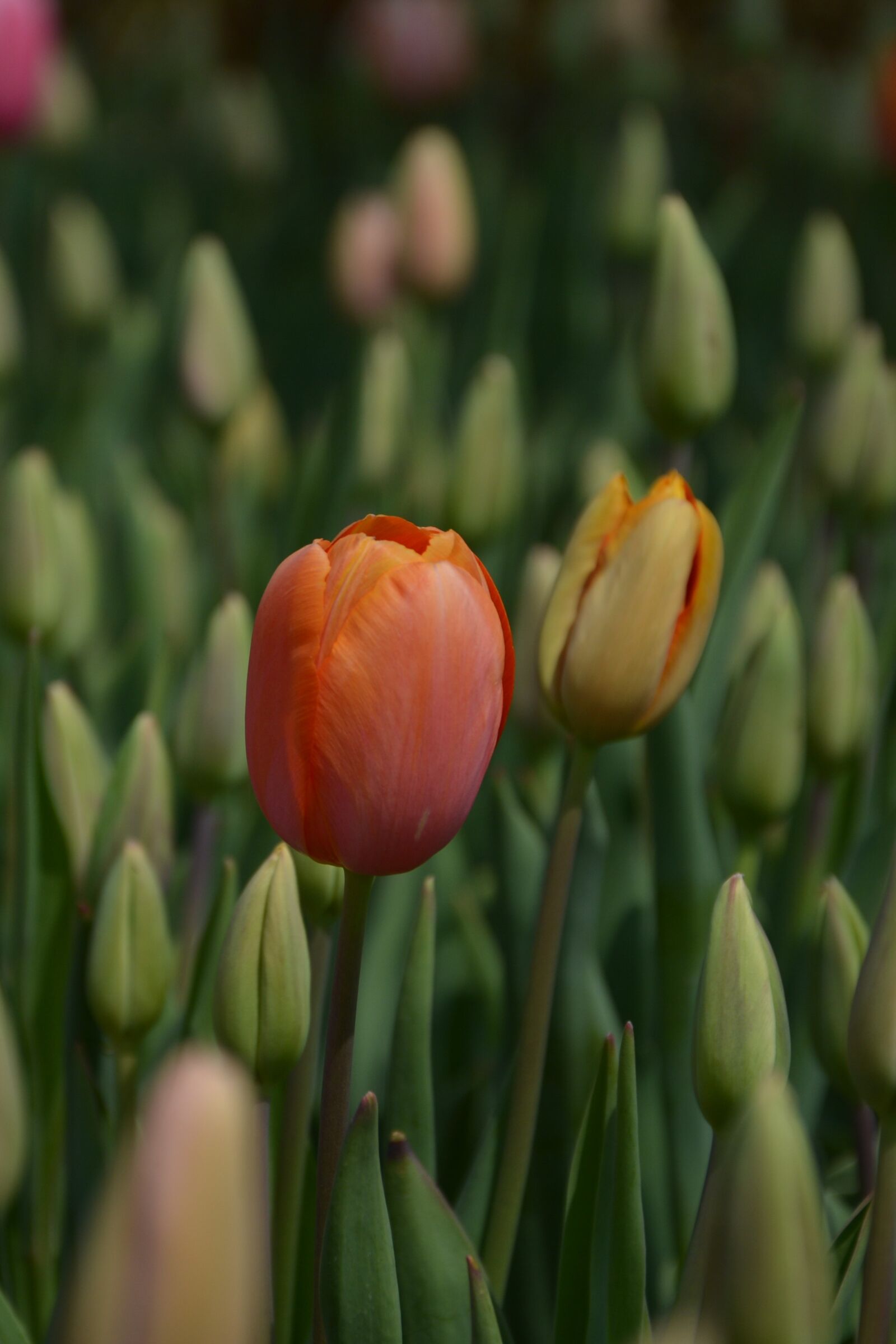 Nikon D7100 sample photo. Tulips, red, macro photography