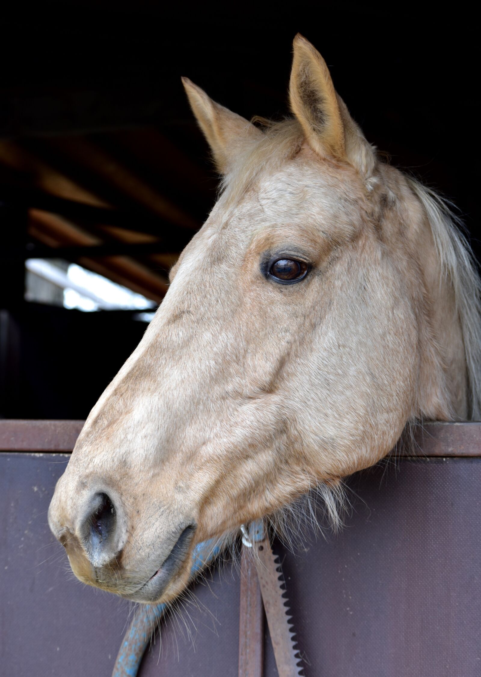 Nikon D5500 sample photo. Horse, head, animal photography